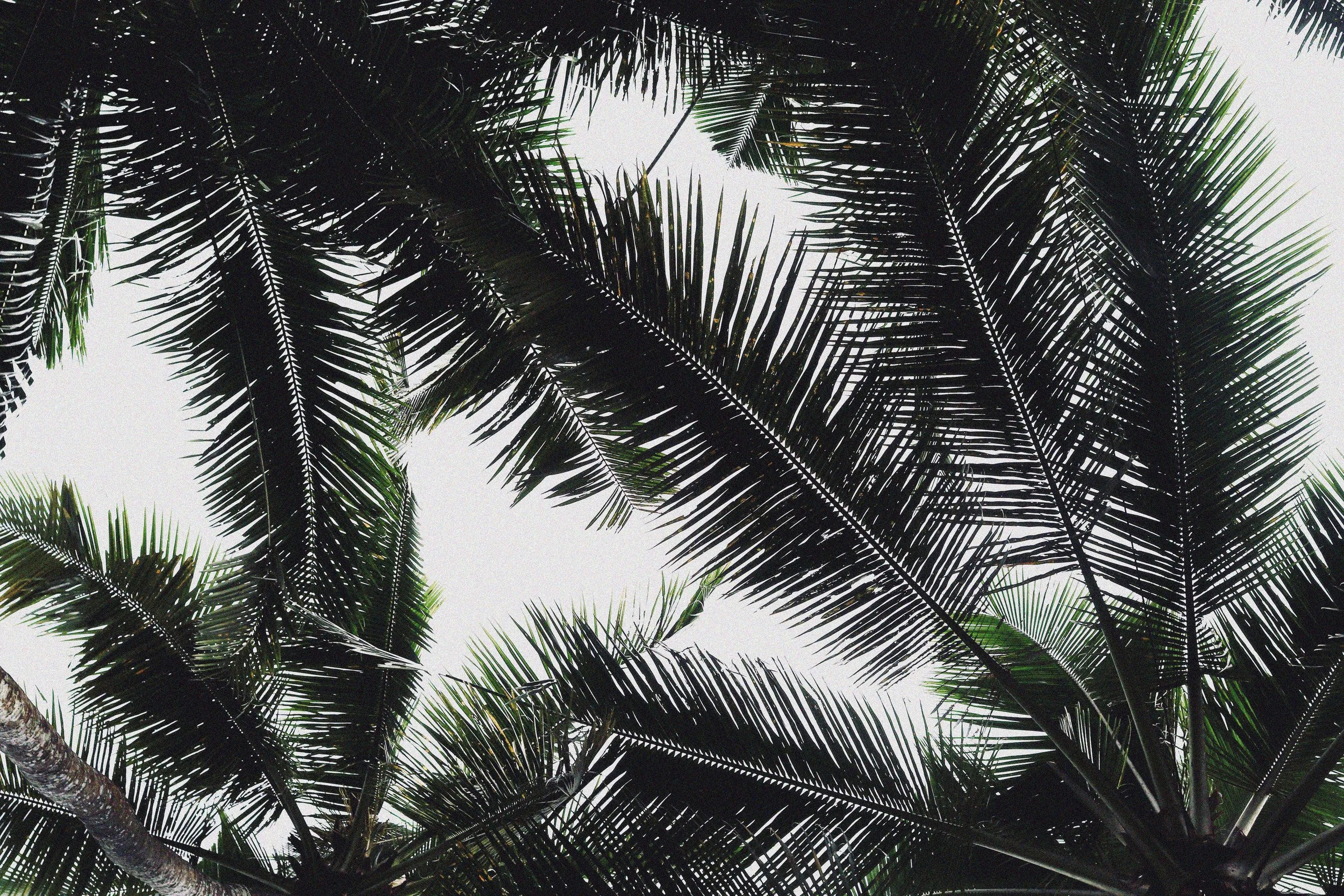 palm copy.jpg