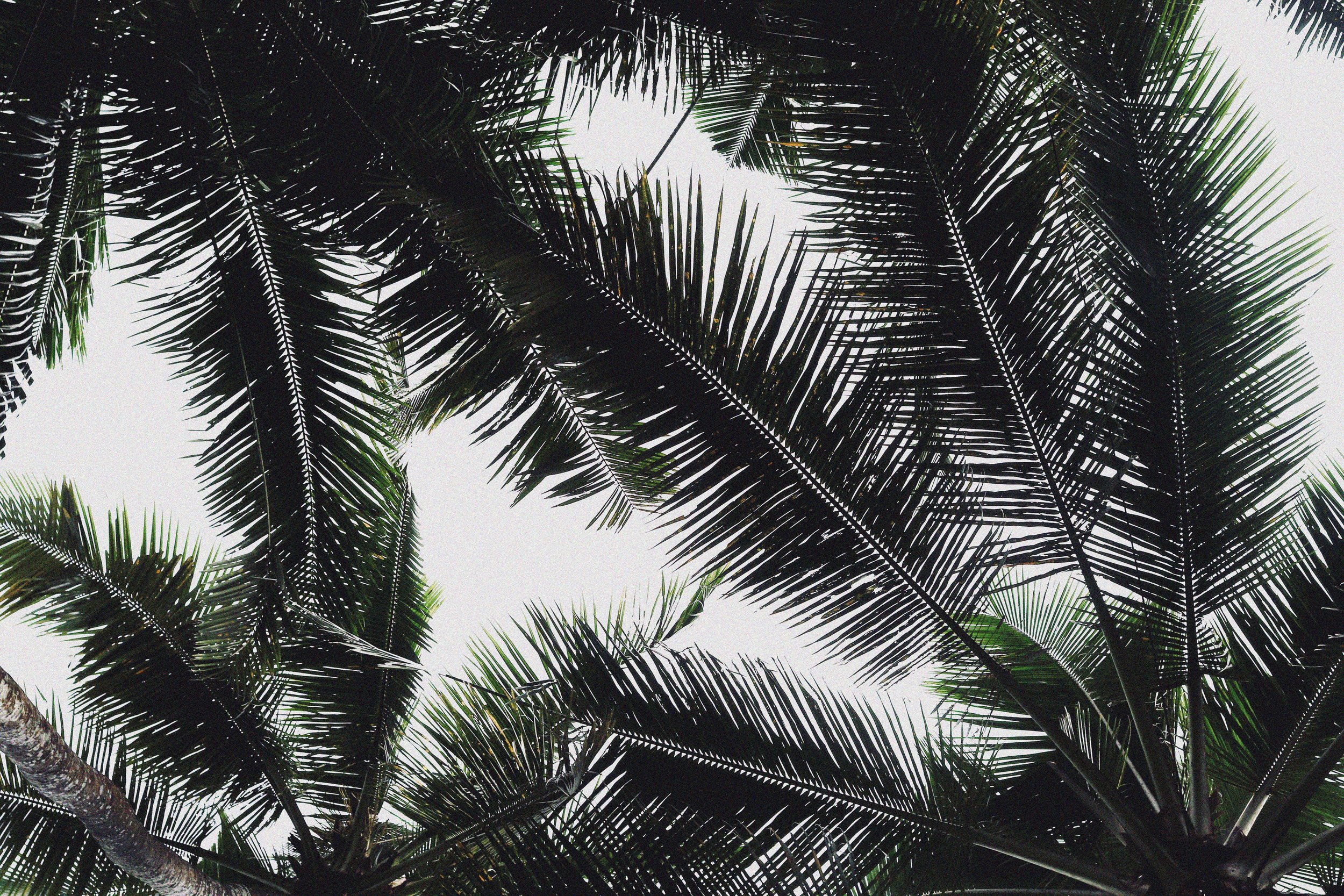 palm copy.jpg