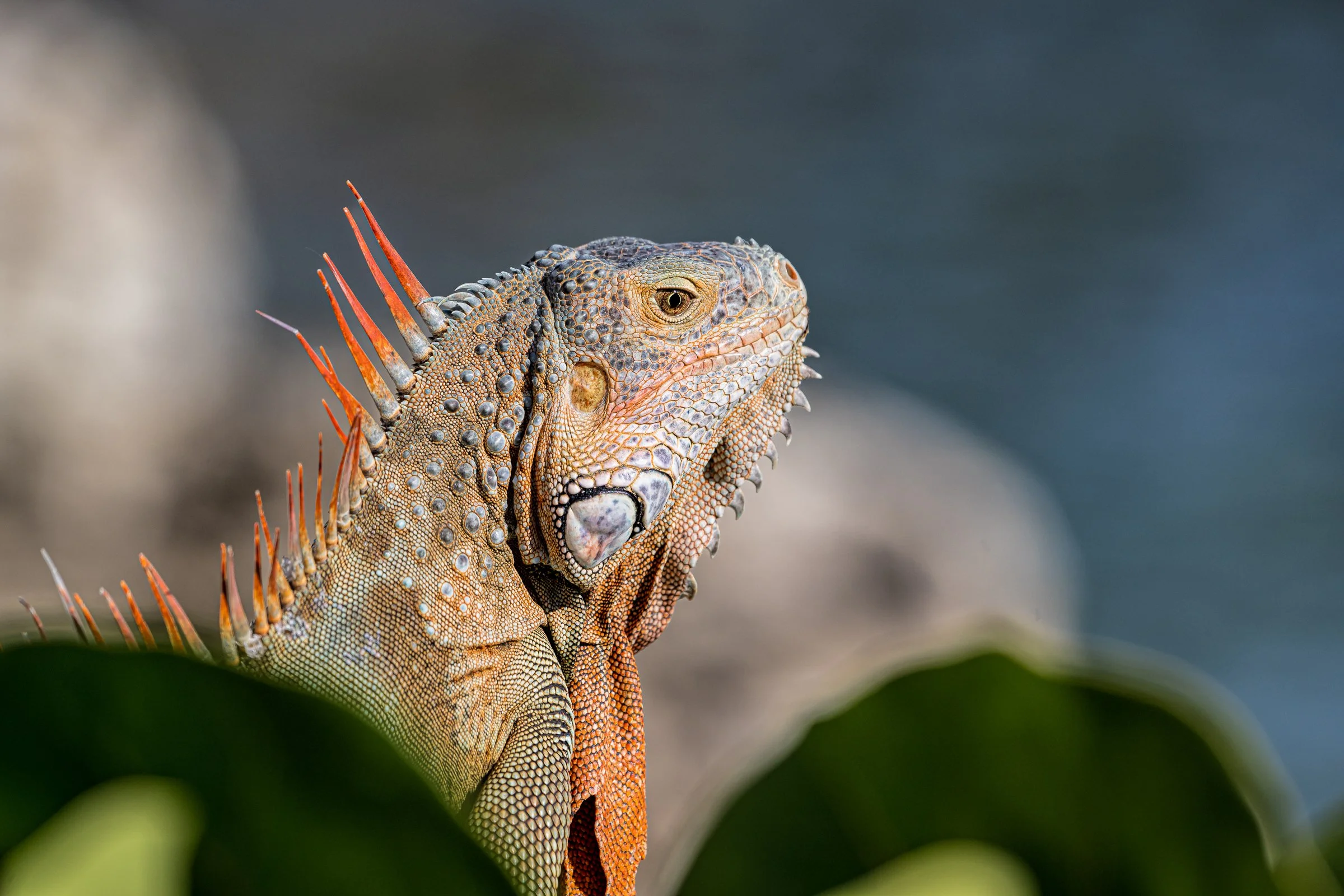 ©RTGHPhotography20241213 (Z09_6823-Edit).jpg
