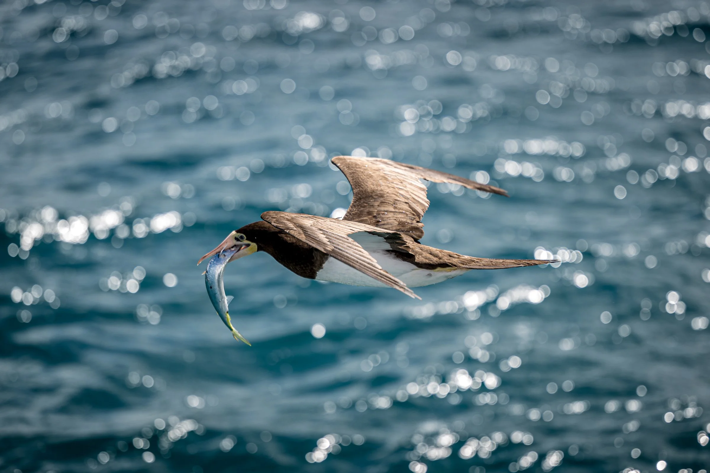 ©RTGHPhotography20240229 (Z09_6360).jpg