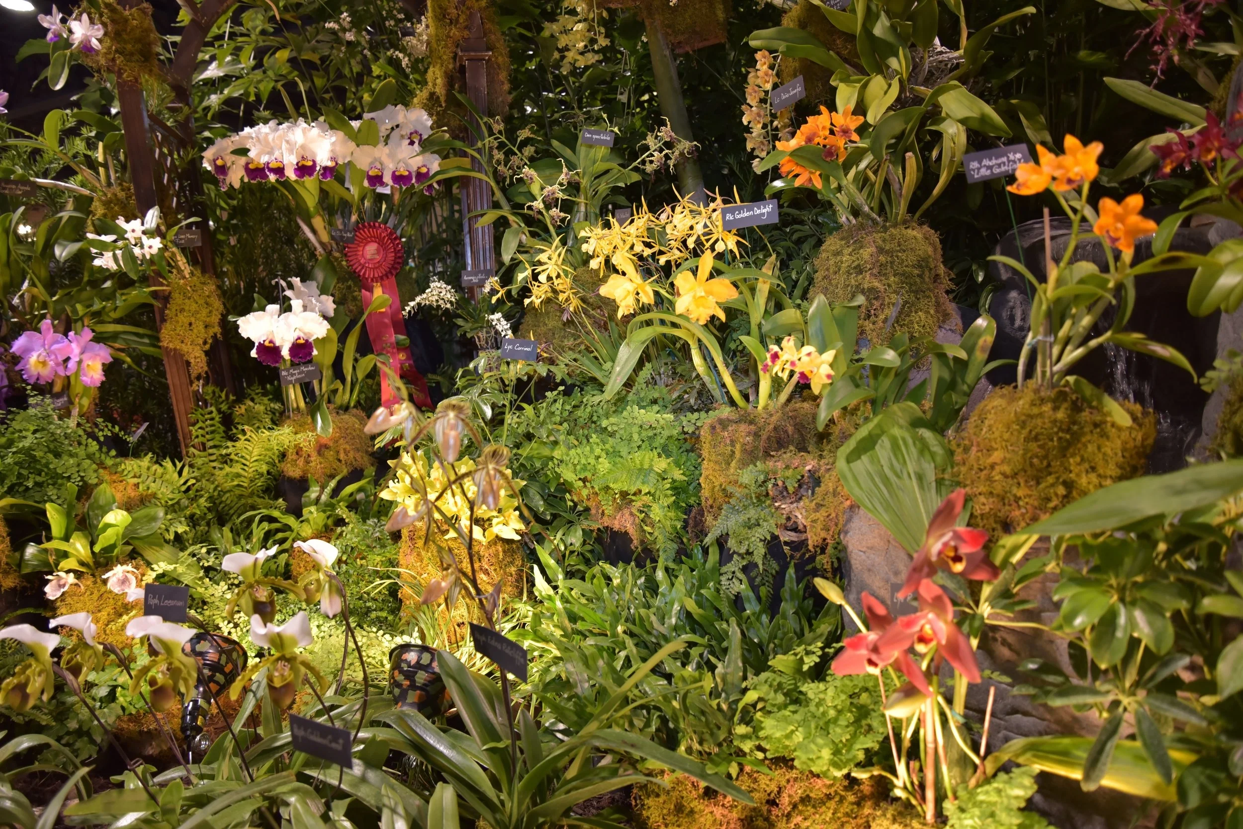 Tamiami International Orchid Festival - January 13-15, 2017
