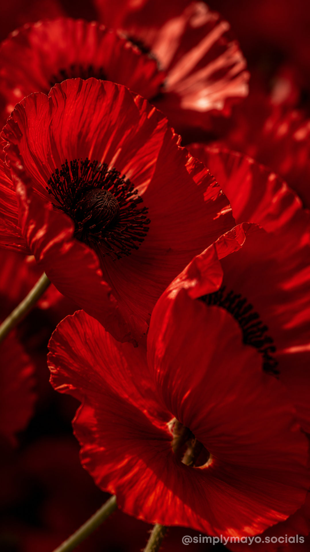 Simplymayo Red Pantone6.png