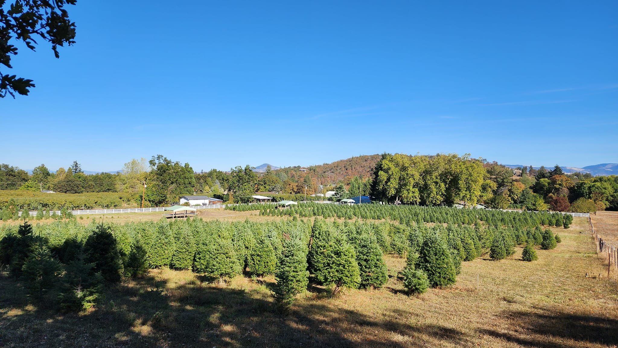 Rudolph's Christmas Tree Farm in Medford - Jacksonville - Phoenix - kid ...