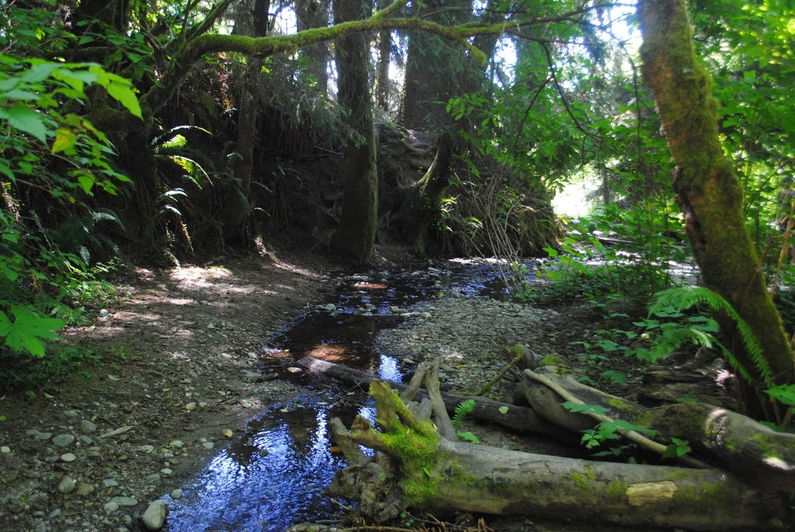Gold Bluffs Beach - Orick, California - Del Norte County - Redwoods - Northern California - What to do in Southern Oregon - Camping - Kid-Friendly 24.jpg