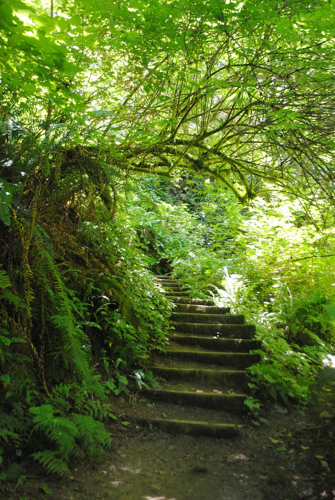 GOLD BLUFFS BEACH - What to do in Southern Oregon - Things to do - Norhtern California - Camping - Day TRip - Kid-Friendly - Beaches