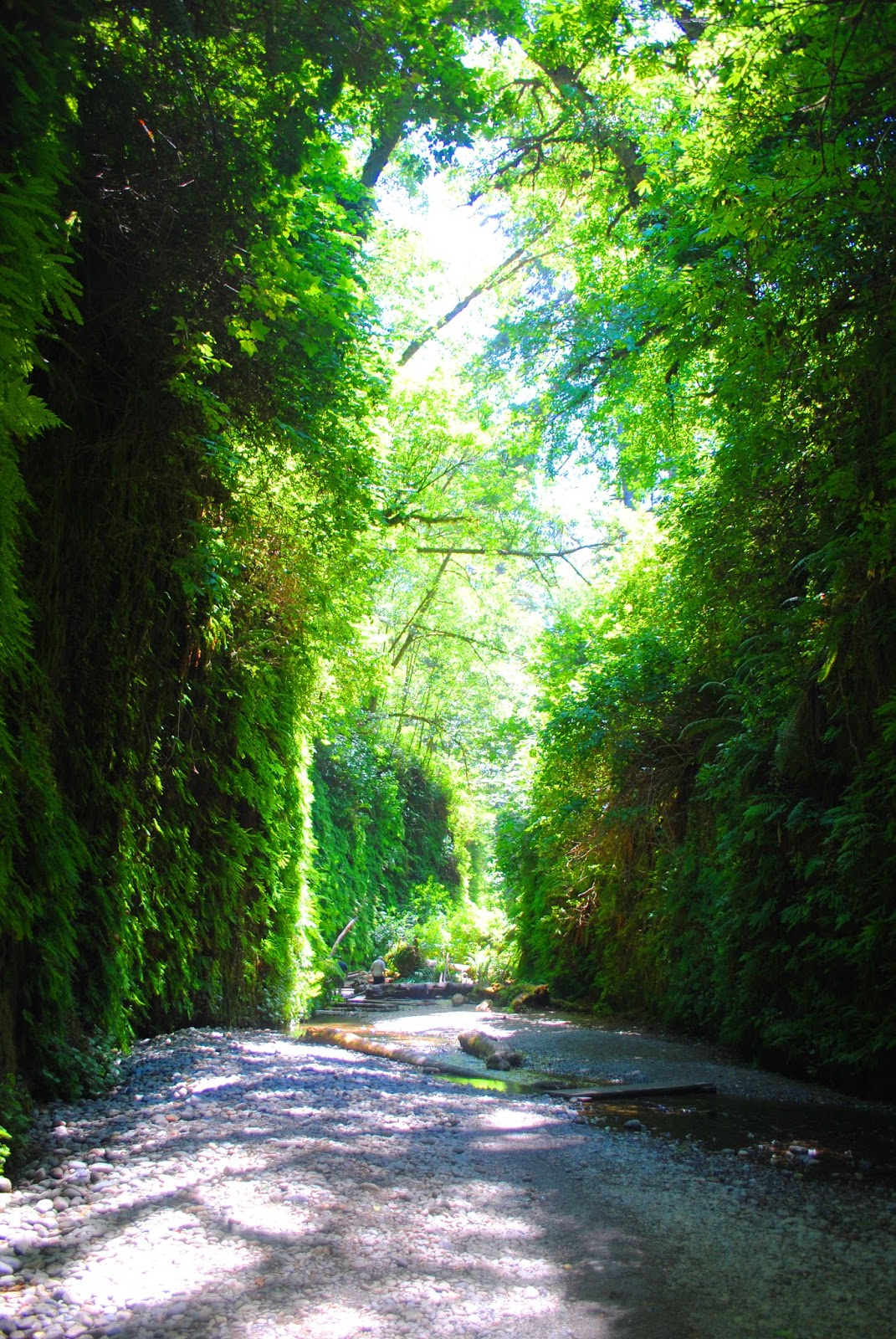 GOLD BLUFFS BEACH - What to do in Southern Oregon - Things to do - Norhtern California - Camping - Day TRip - Kid-Friendly - Beaches