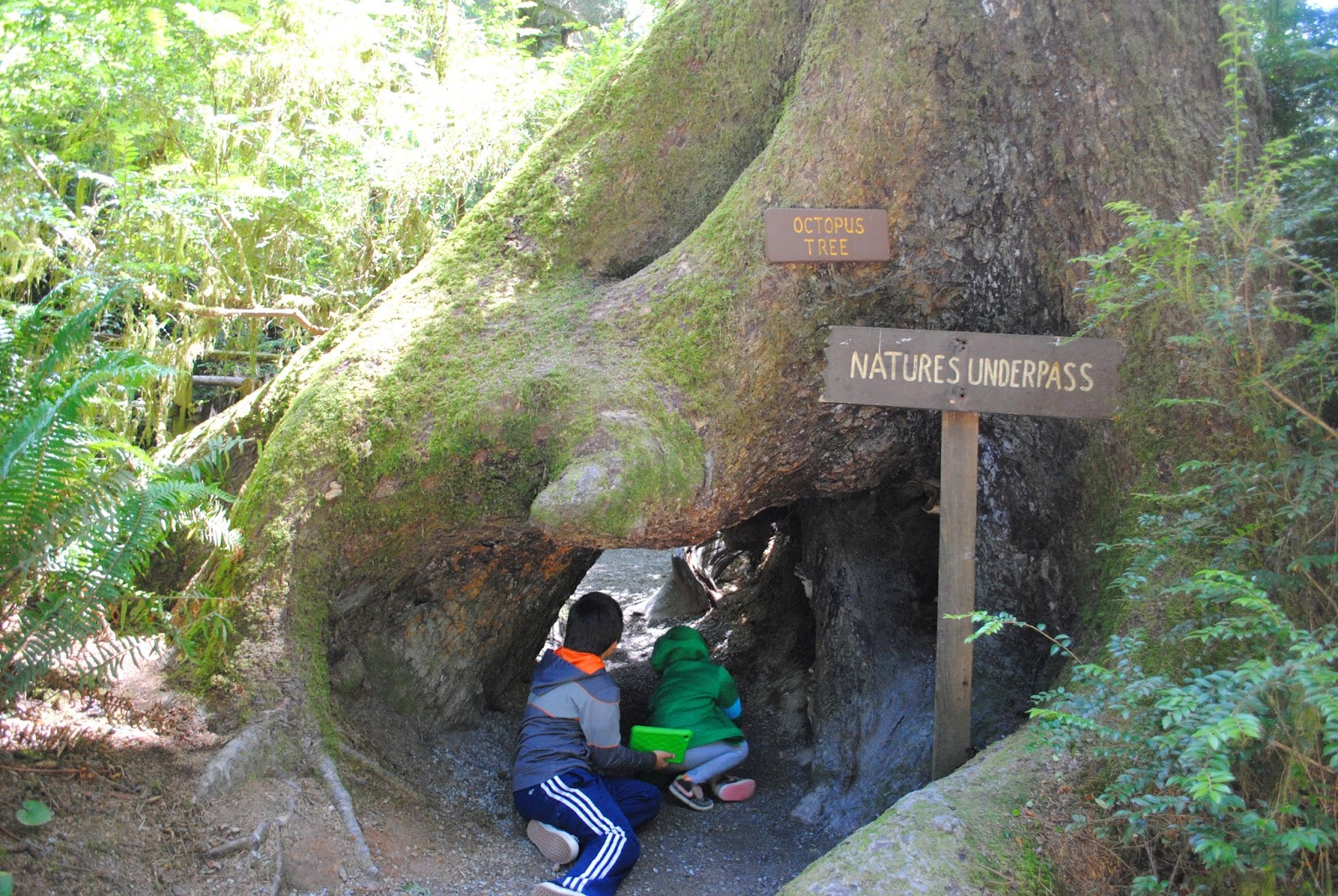 TREES OF MYSTERY - What to do in Southern Oregon - Things to do - Norhtern California - Camping - Day TRip - Kid-Friendly - Beaches