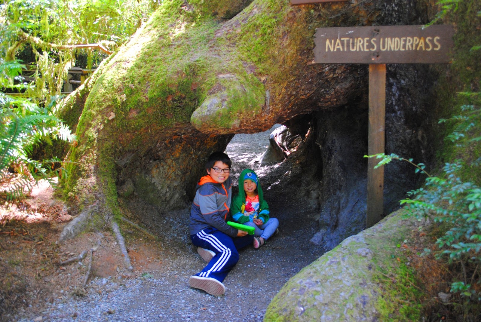 TREES OF MYSTERY - What to do in Southern Oregon - Things to do - Norhtern California - Camping - Day TRip - Kid-Friendly - Beaches