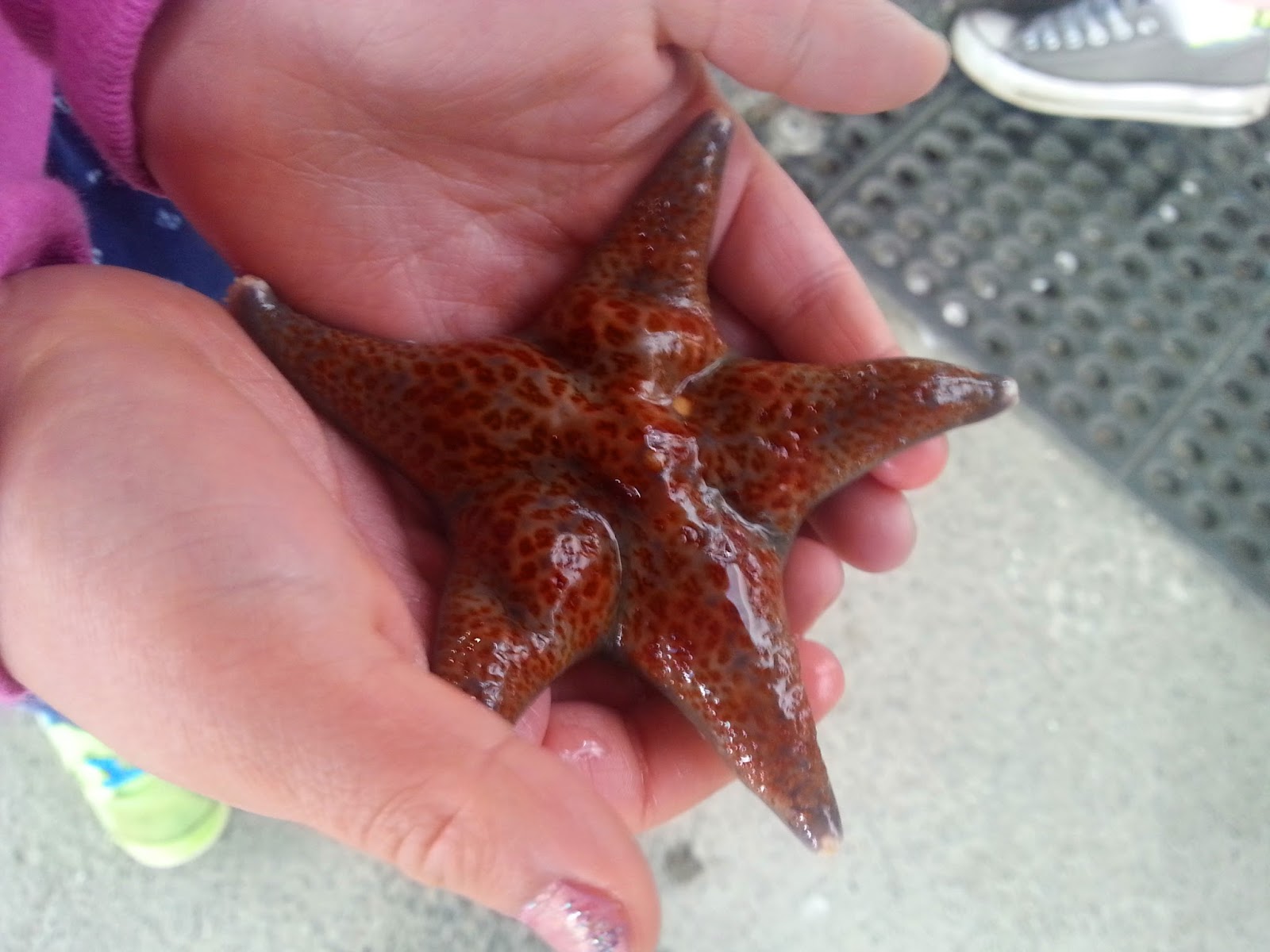 OCEAN WORLD - What to do in Southern Oregon - Things to do - Norhtern California - Camping - Day TRip - Kid-Friendly - Beaches