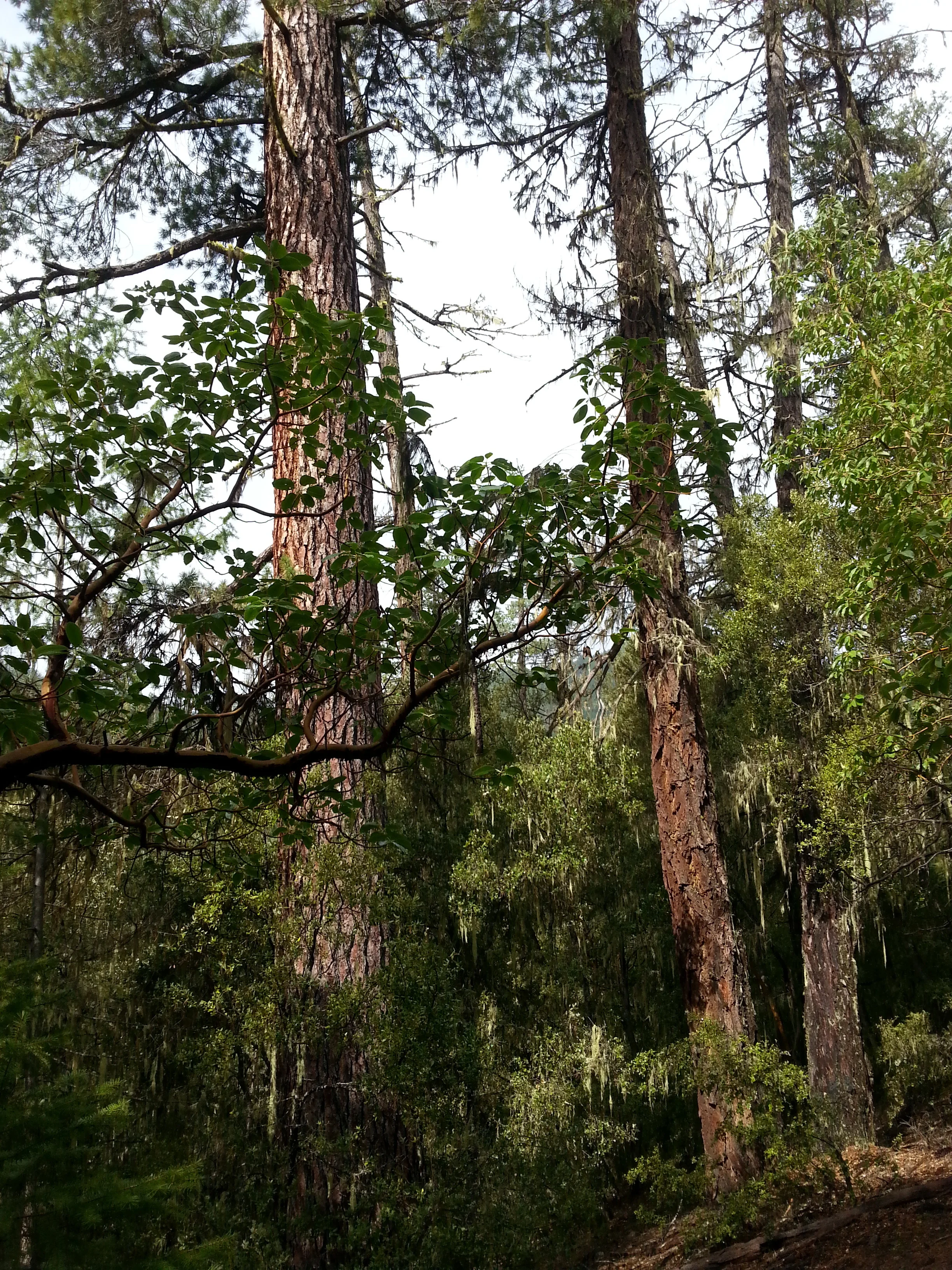 GROUSE LOOP TRAIL - What to do in Southern Oregon - Things to do - Hiking - Kids - Applegate - Jacksonville