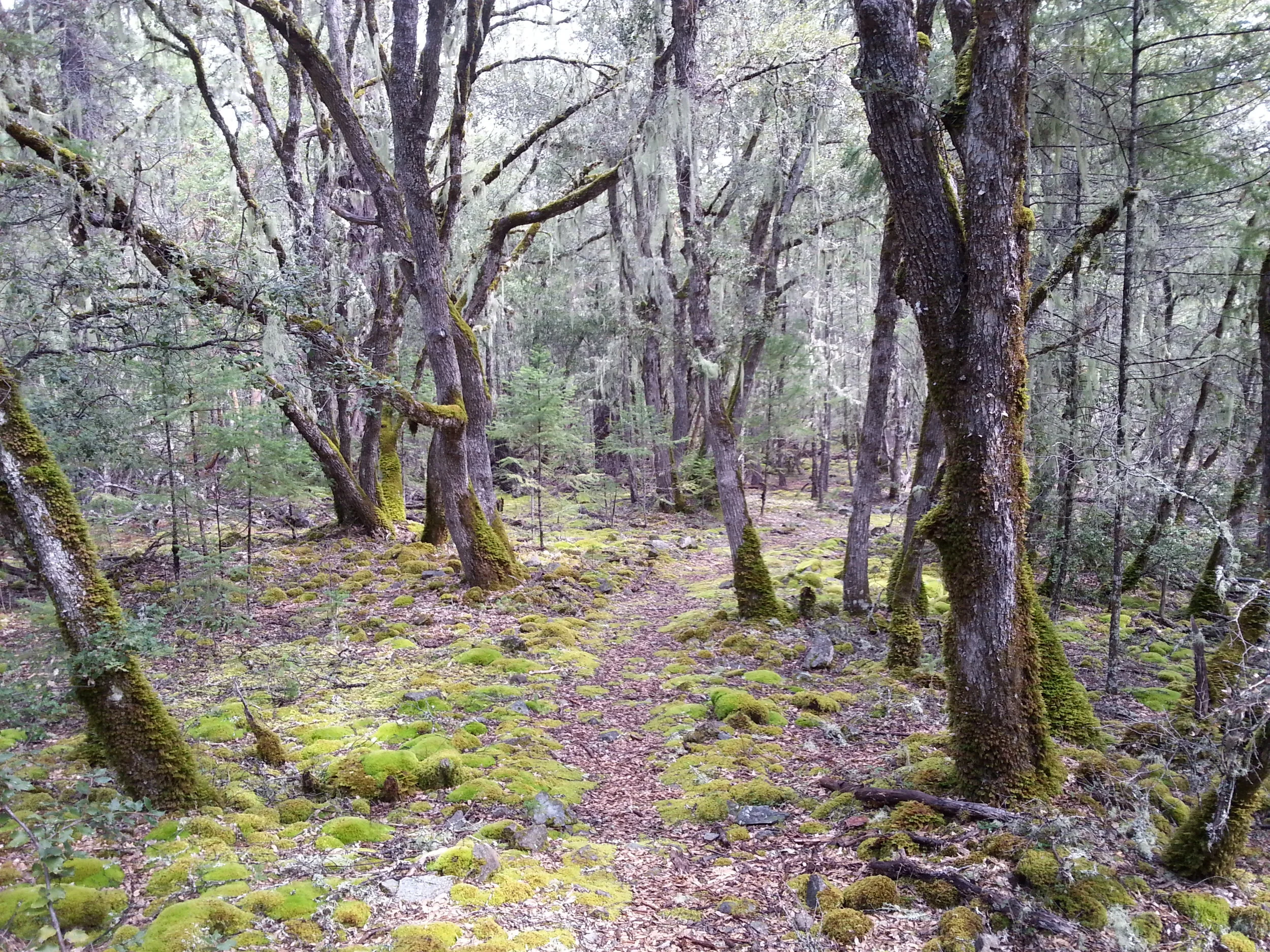 GROUSE LOOP TRAIL - What to do in Southern Oregon - Things to do - Hiking - Kids - Applegate - Jacksonville
