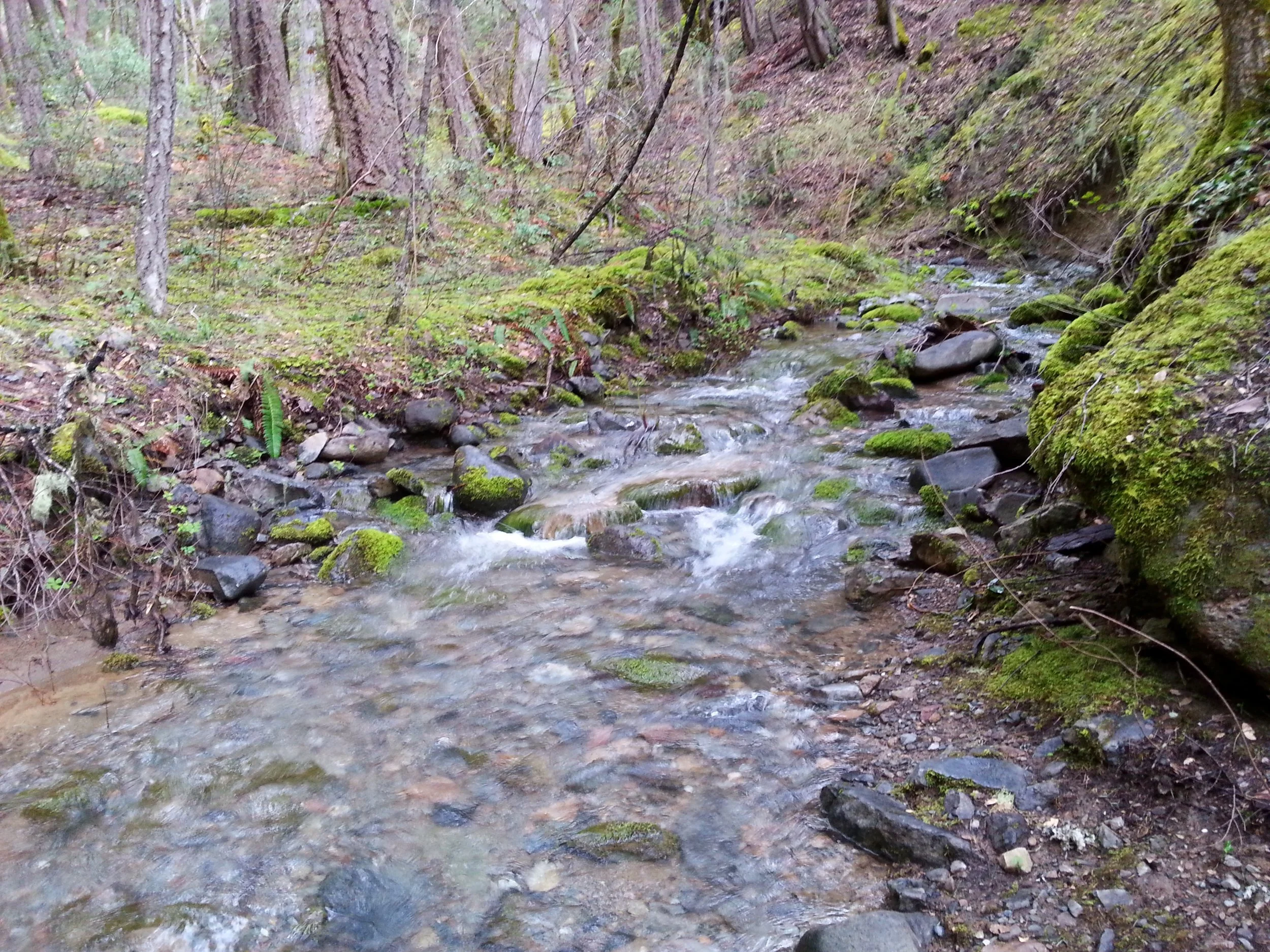 BIGFOOT TRAP - COLLINGS MOUNTAIN TRAIL #943 - What to do in Southern Oregon - Things to do - Hiking - Kids - Applegate - Jacksonville
