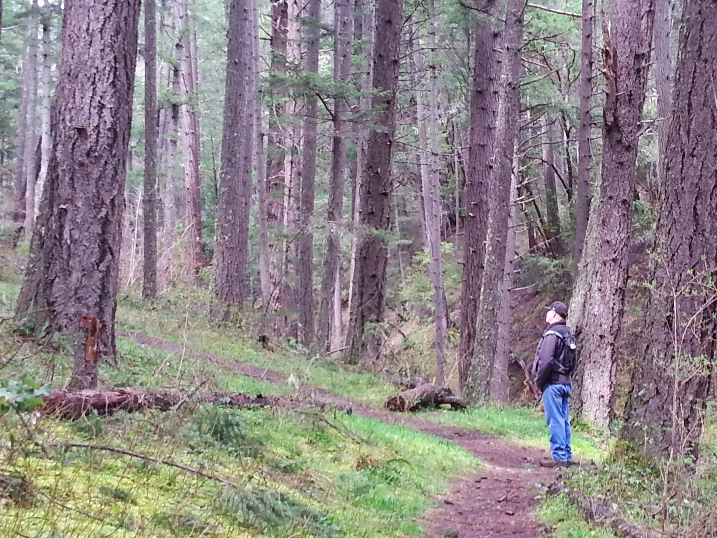 BIGFOOT TRAP - COLLINGS MOUNTAIN TRAIL #943 - What to do in Southern Oregon - Things to do - Hiking - Kids - Applegate - Jacksonville