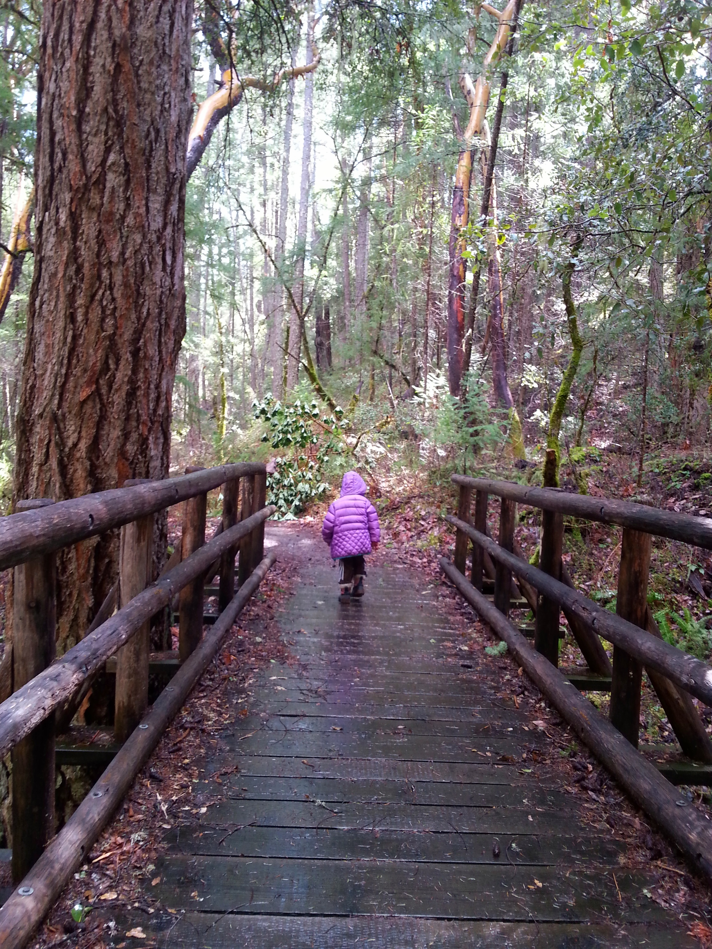 BIGFOOT TRAP - COLLINGS MOUNTAIN TRAIL #943 - What to do in Southern Oregon - Things to do - Hiking - Kids - Applegate - Jacksonville