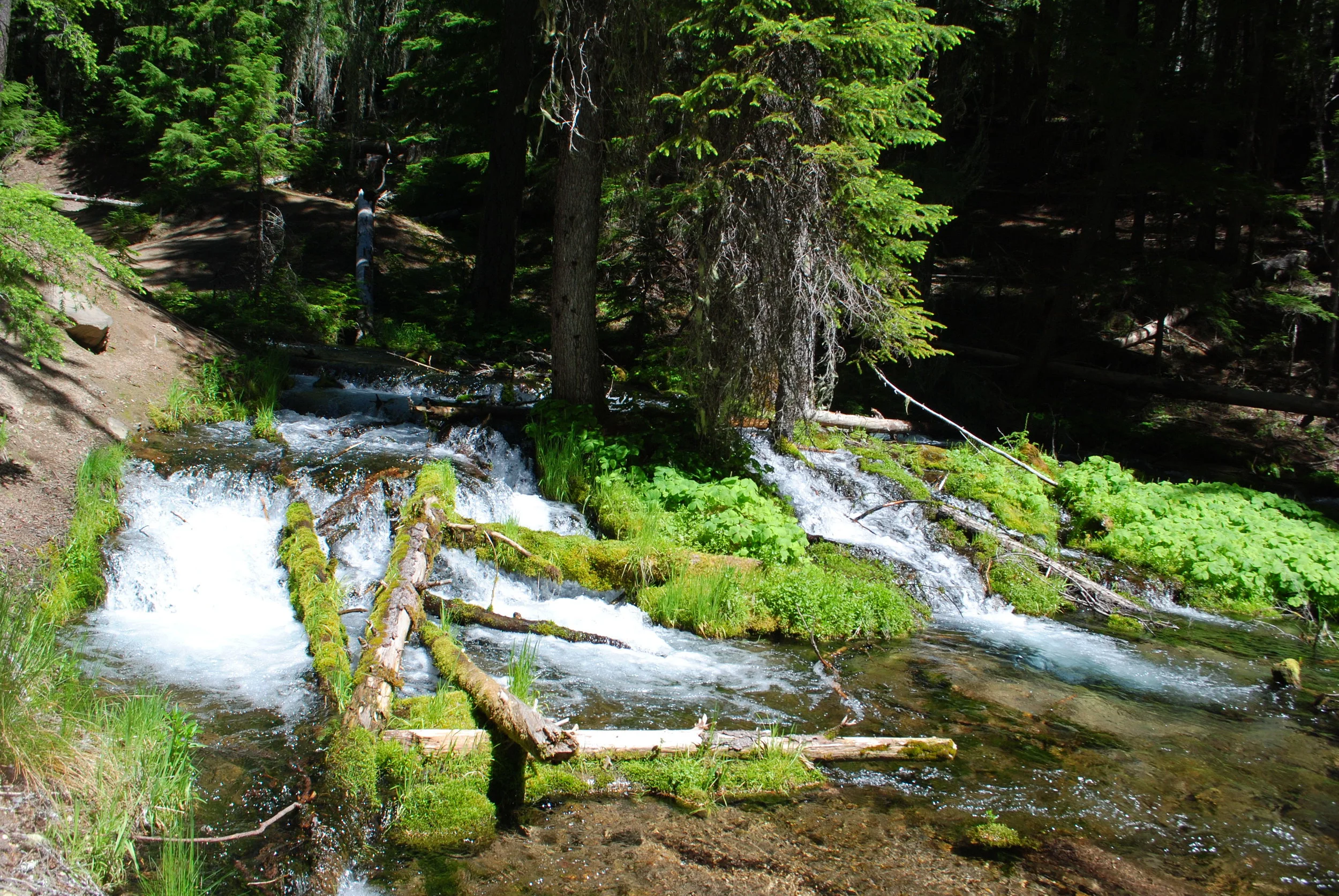 FOUR WATERFALLS, ONE DAY - HIKING ADVENTURES WITH KIDS - What to do in Southern Oregon - Things to do - Douglas County - Clearwater Falls - Clearwater River