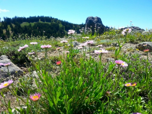 Pacific Crest Trail - Ashland Meadows  - 17 SOUTHERN OREGON ADVENTURES YOU DO NOT WANT TO MISS - What to do in Southern Oregon