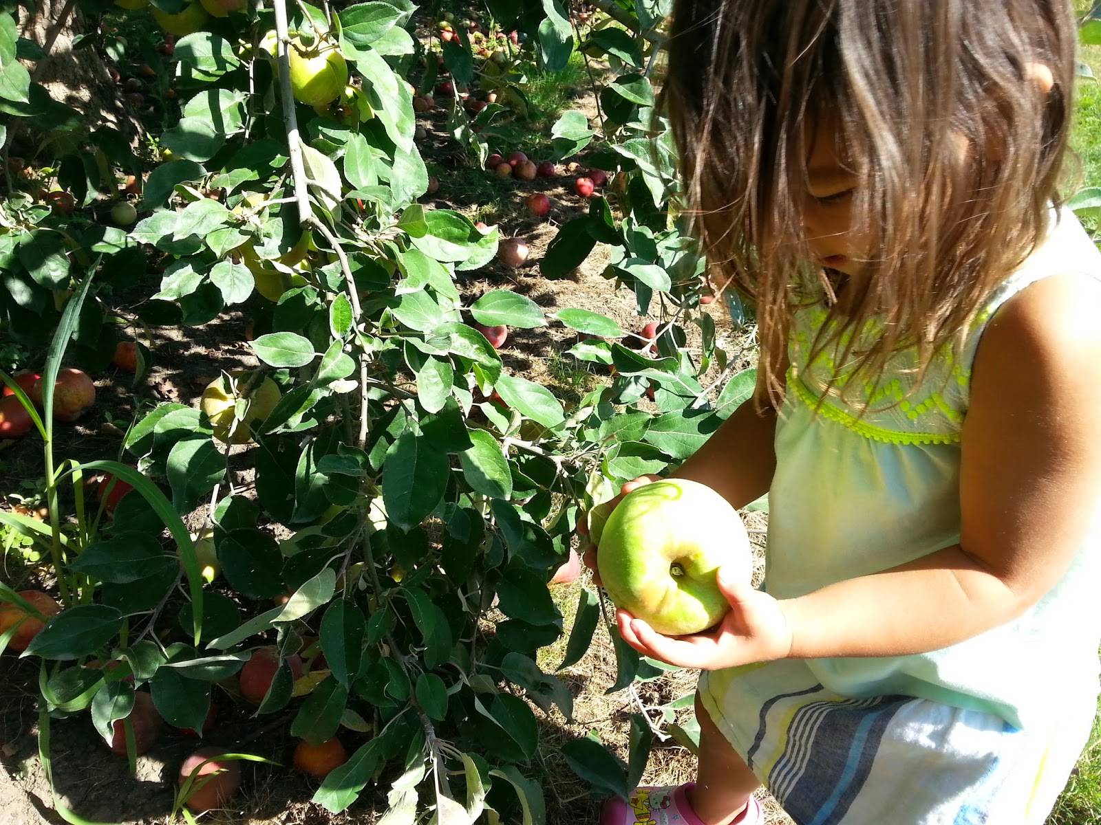 LEONARD ORCHARD APPLE PICKING - What to do in Southern Oregon - Medford - Kids