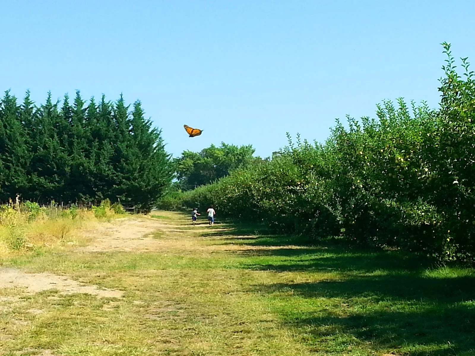 U-Pick Apples at Leonard Orchard