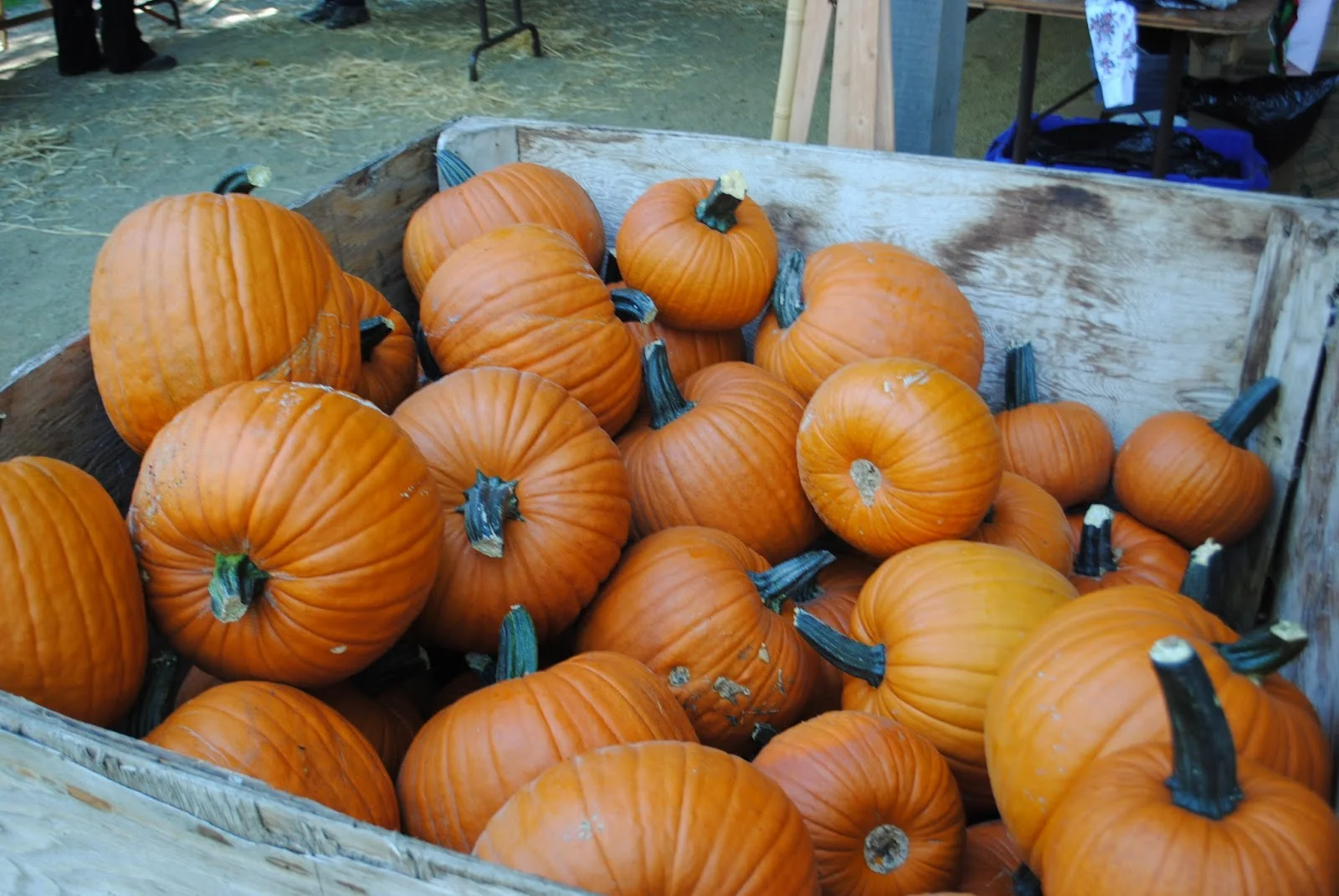 HANLEY FARM SCARECROW FESTIVAL - FALL - Pumpkin Painting - Kids - What to to do in Southern Oregon
