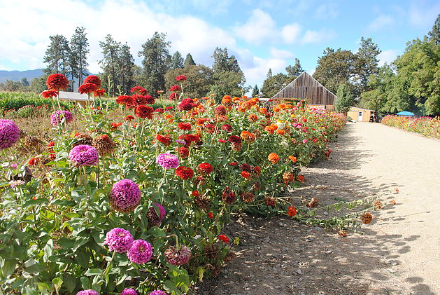 Zinnia's at Pheasant Fields Farm.jpg