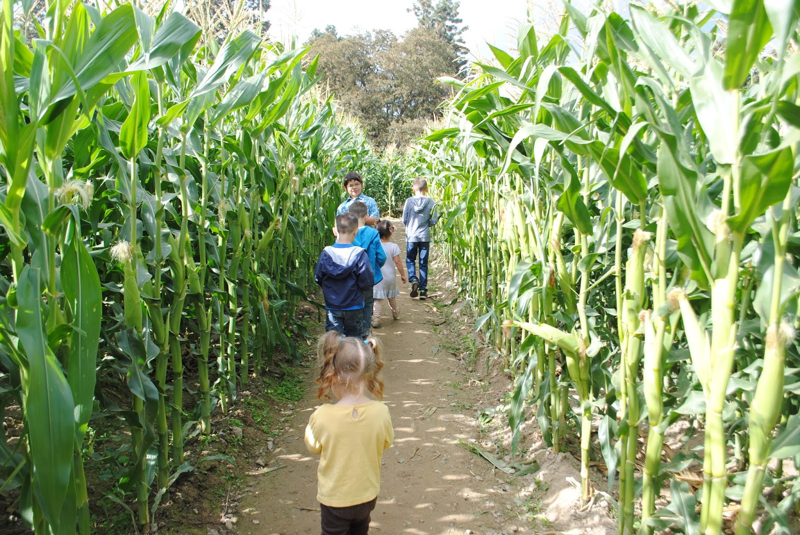 10 October Pumpkin Patch with Moon Family (39).JPG