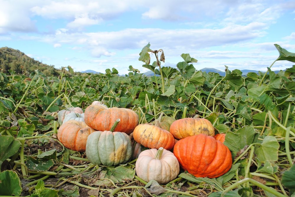 Fort Vannoy Farms Harvest Festival - Grants Pass, Oregon - Josephine County - Rogue Valley - Southern Oregon - Fall - Autumn - Pumpkin Patch - Corn Maze - Hayrides (223).JPG