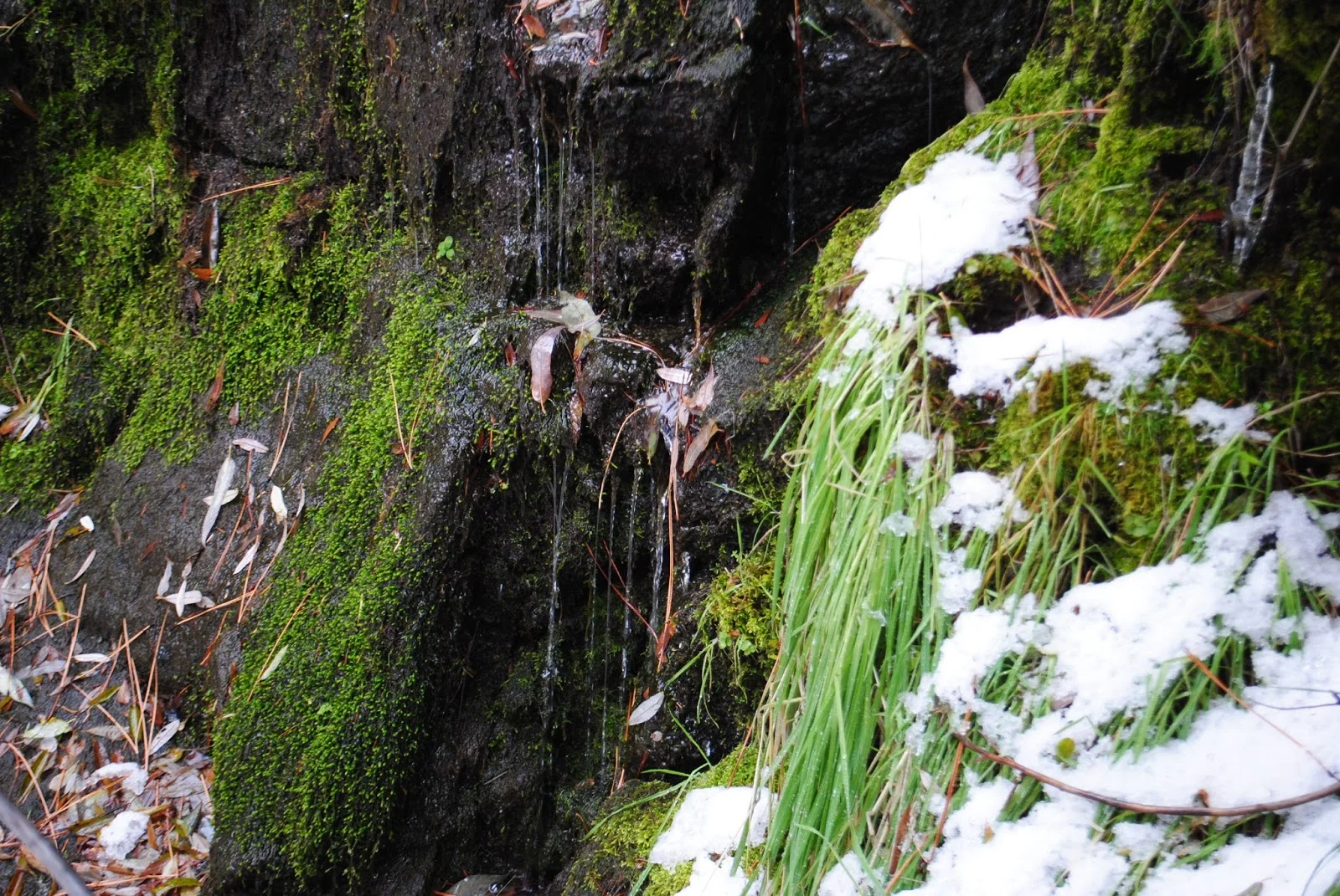 CHRISTMAS TREE HUNTING IN SOUTHERN OREGON - What to do in Southern Oregon - Travel Oregon - Snow