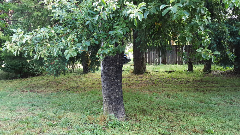 Over 100 year old applet tree at Wolf Creek Inn