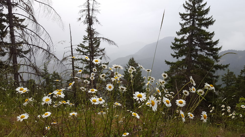 Road to London Peak Trail