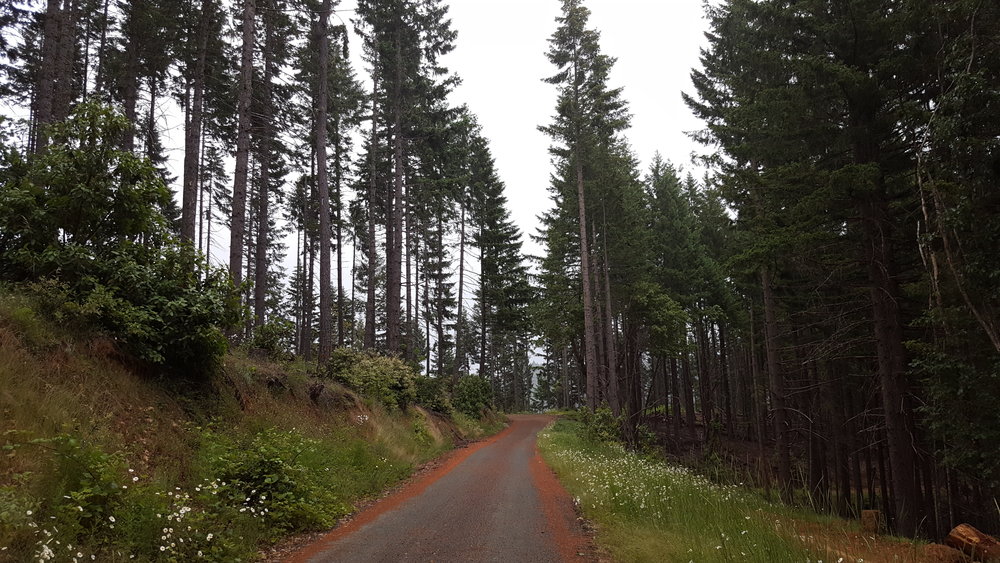 Road to London Peak Trail