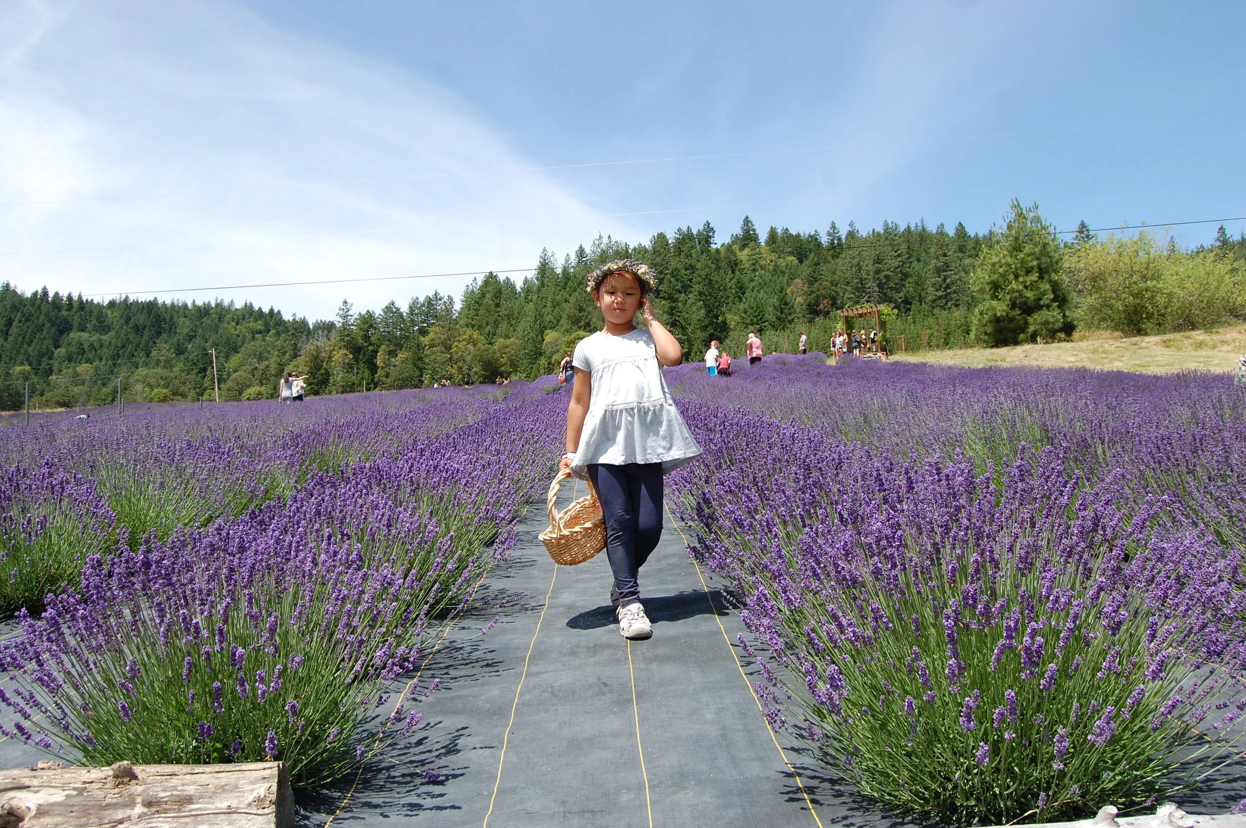 THE ENGLISH LAVENDER FARM - SOUTHERN OREGON LAVENDER FESTIVAL