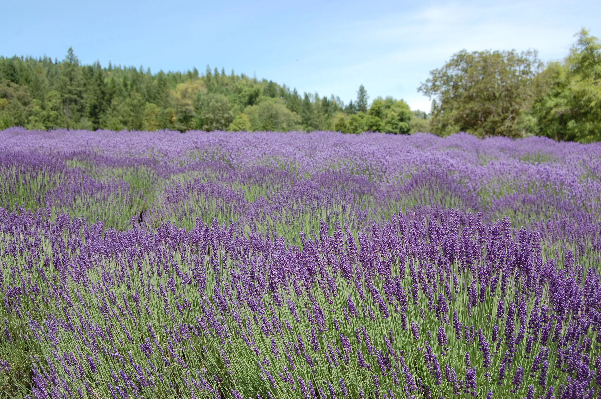 THE ENGLISH LAVENDER FARM - SOUTHERN OREGON LAVENDER FESTIVAL