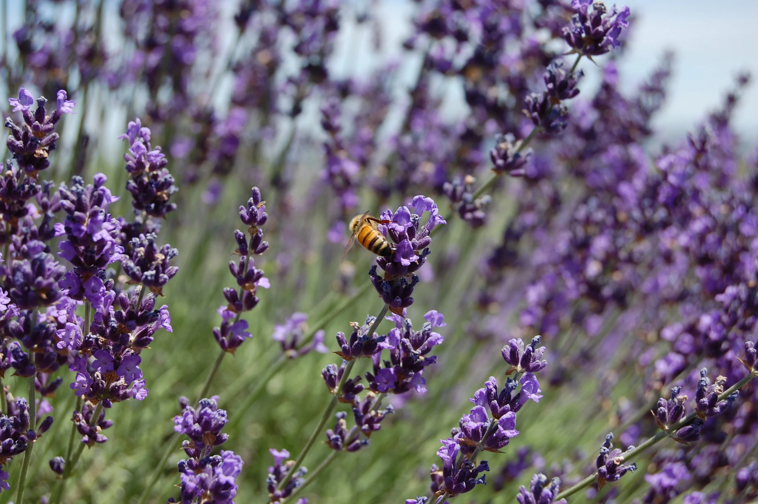 OSU LAVENDER GARDENS - SOUTHERN OREGON LAVENDER FESTIVAL