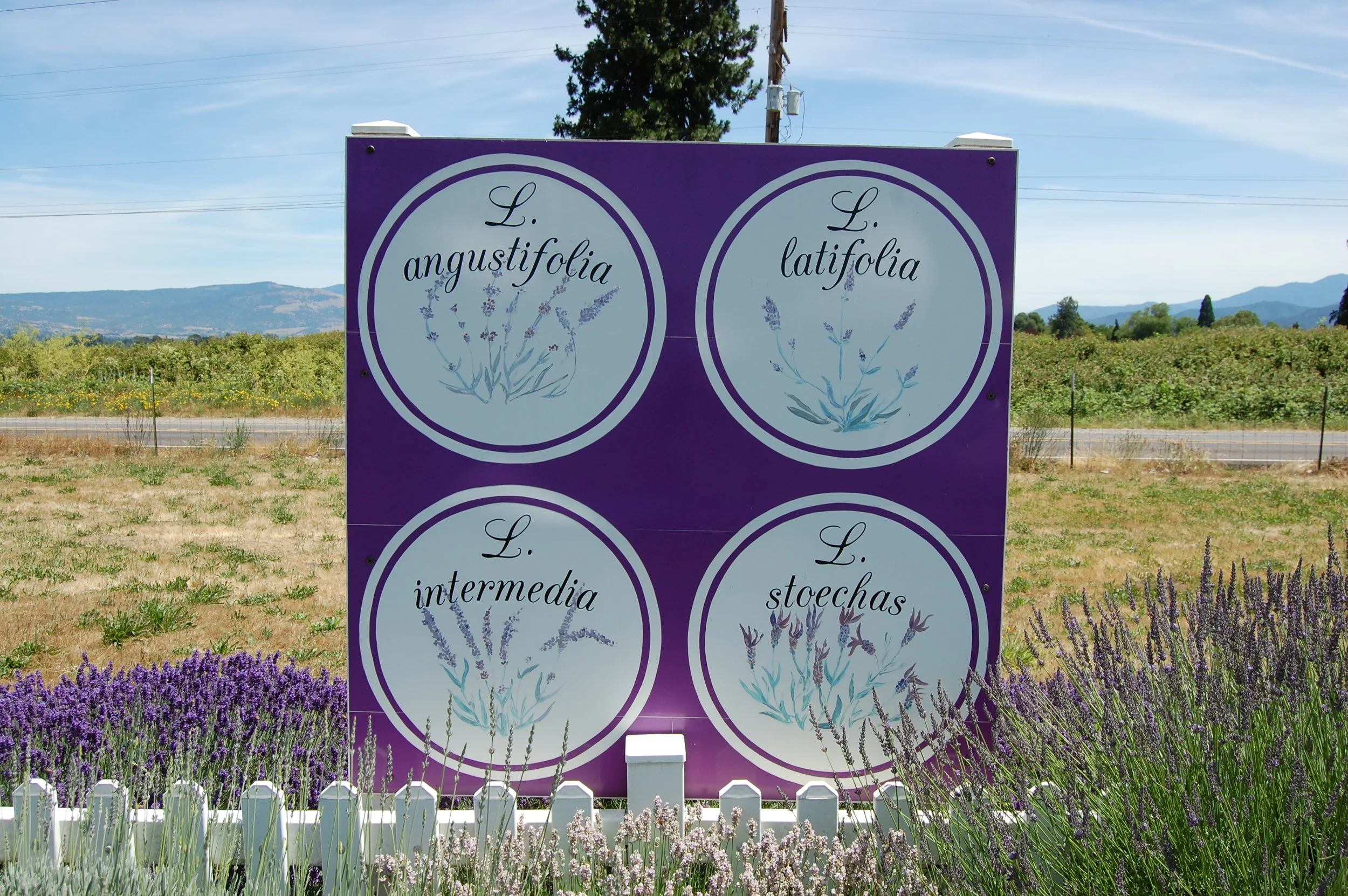 OSU LAVENDER GARDENS - SOUTHERN OREGON LAVENDER FESTIVAL