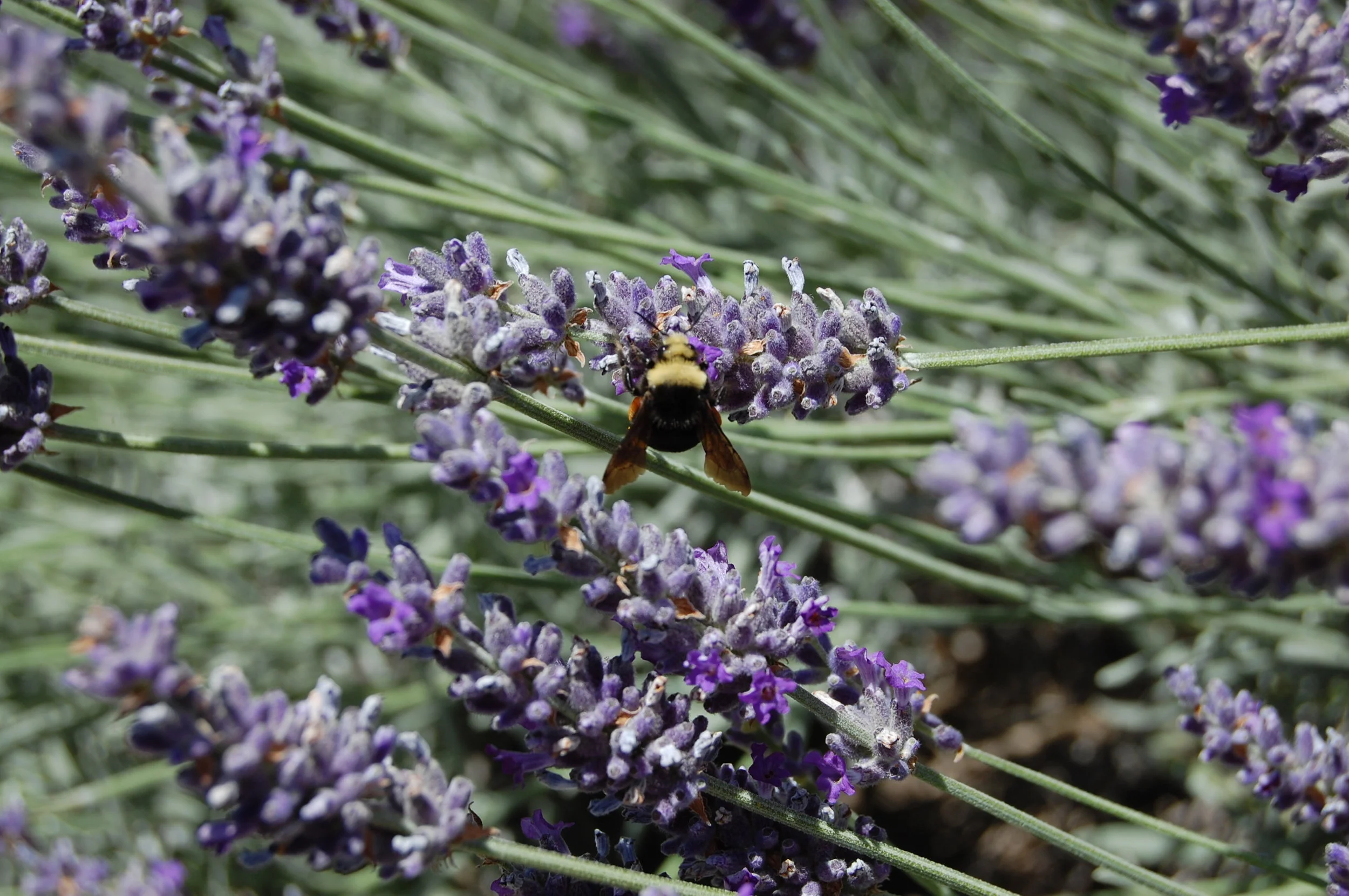 OSU LAVENDER GARDENS - SOUTHERN OREGON LAVENDER FESTIVAL