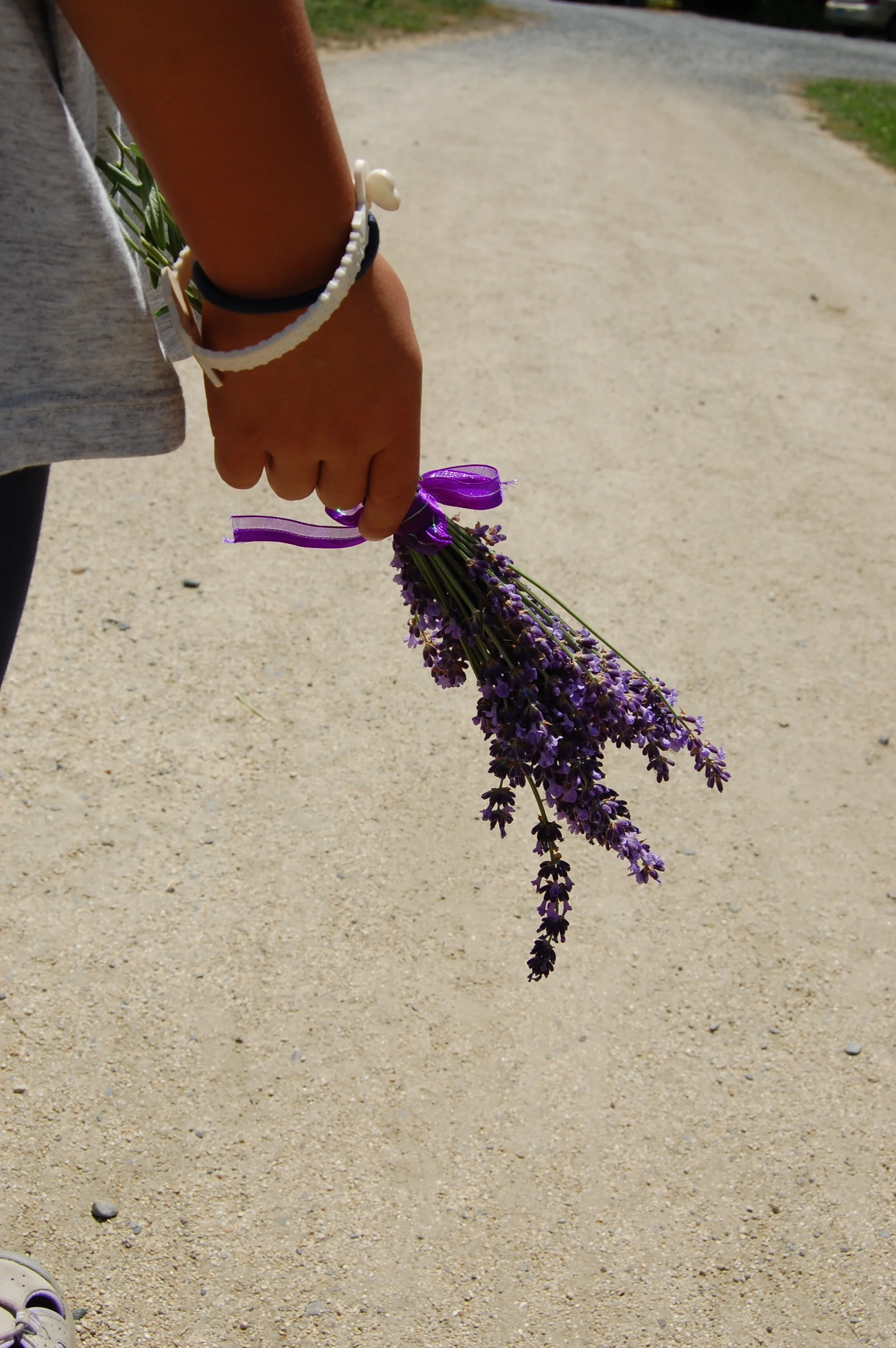 OSU LAVENDER GARDENS - SOUTHERN OREGON LAVENDER FESTIVAL