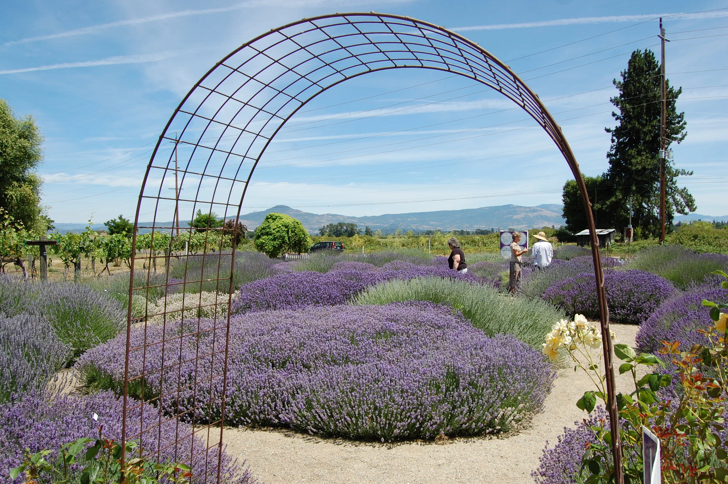 OSU LAVENDER GARDENS - SOUTHERN OREGON LAVENDER FESTIVAL