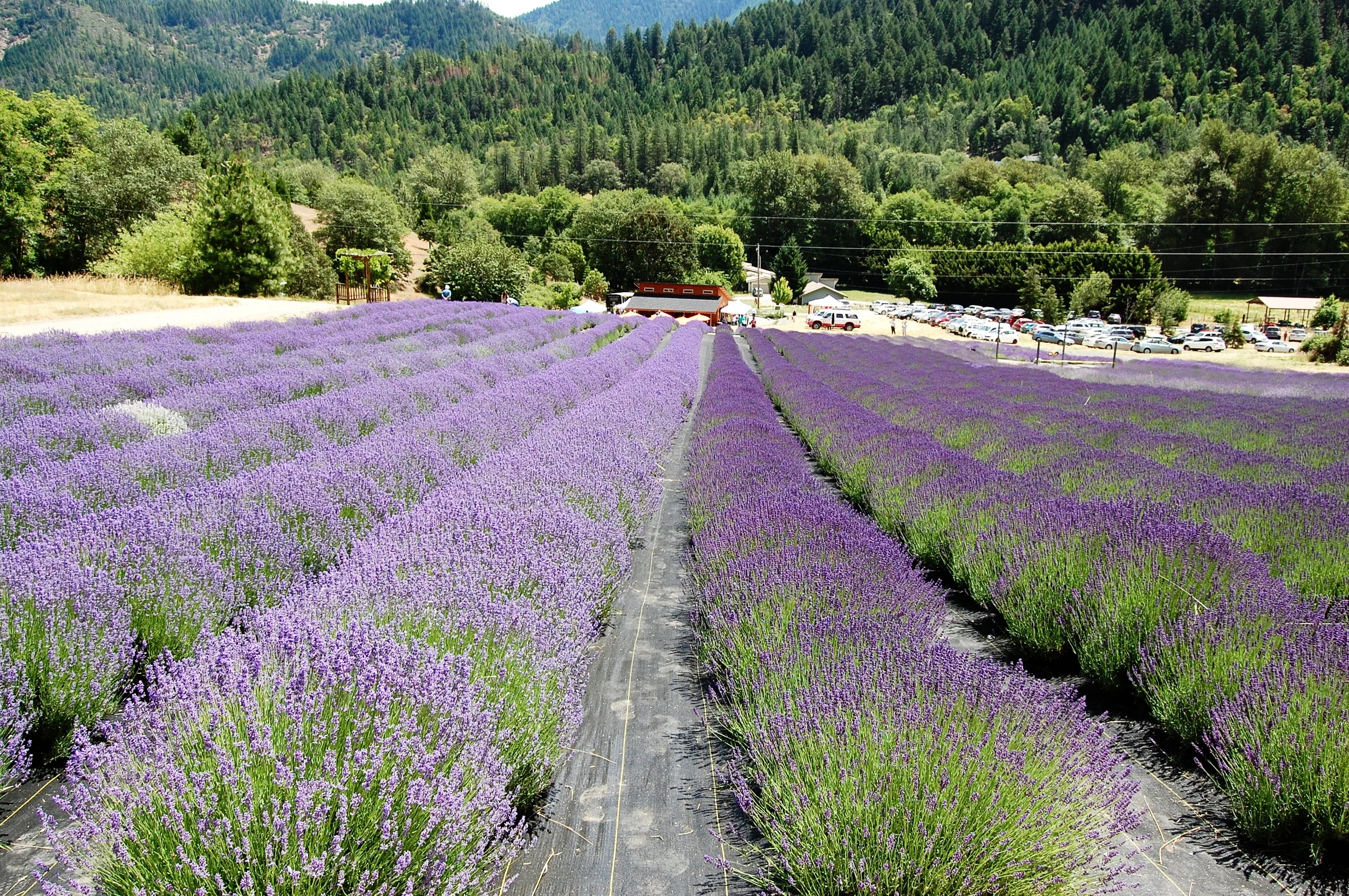 THE ENGLISH LAVENDER FARM - SOUTHERN OREGON LAVENDER FESTIVAL
