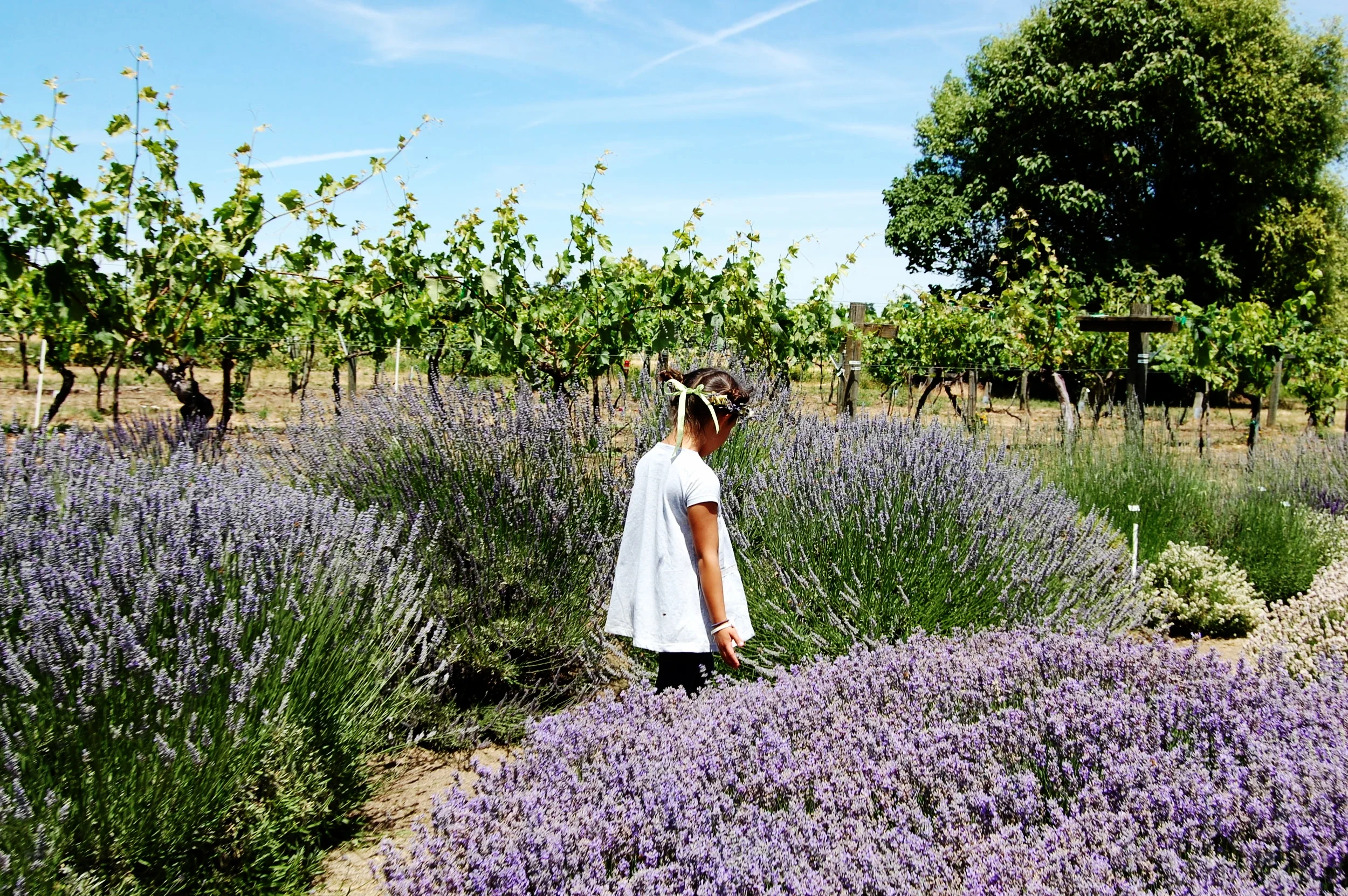 OSU LAVENDER GARDENS - SOUTHERN OREGON LAVENDER FESTIVAL