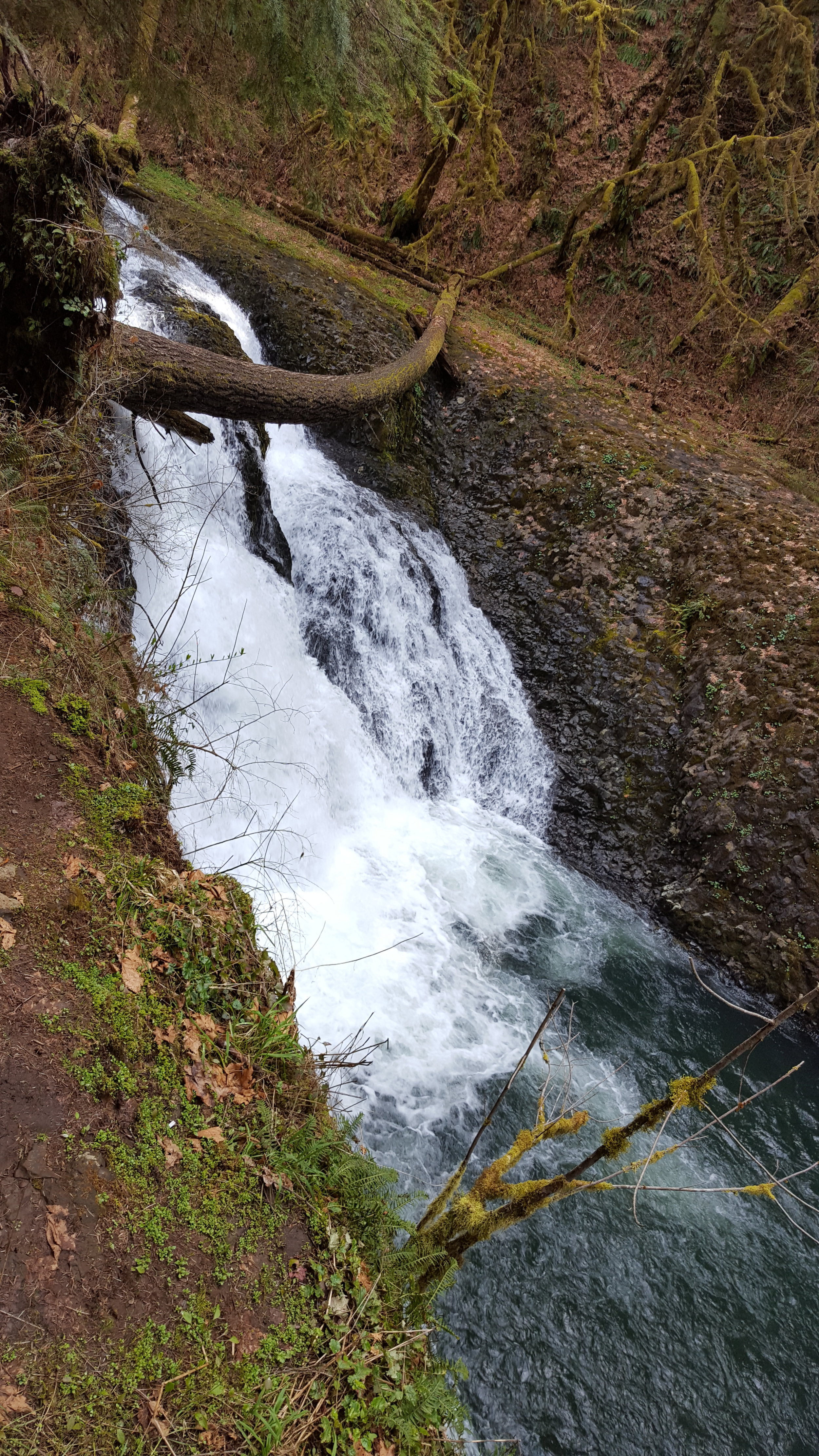 SILVER FALLS STATE PARK - Twin Falls - Oregon
