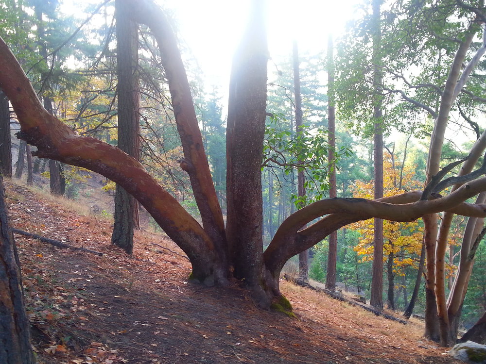 Bandersnatch - Ashland, Oregon - Hiking - What to do in Southern Oregon