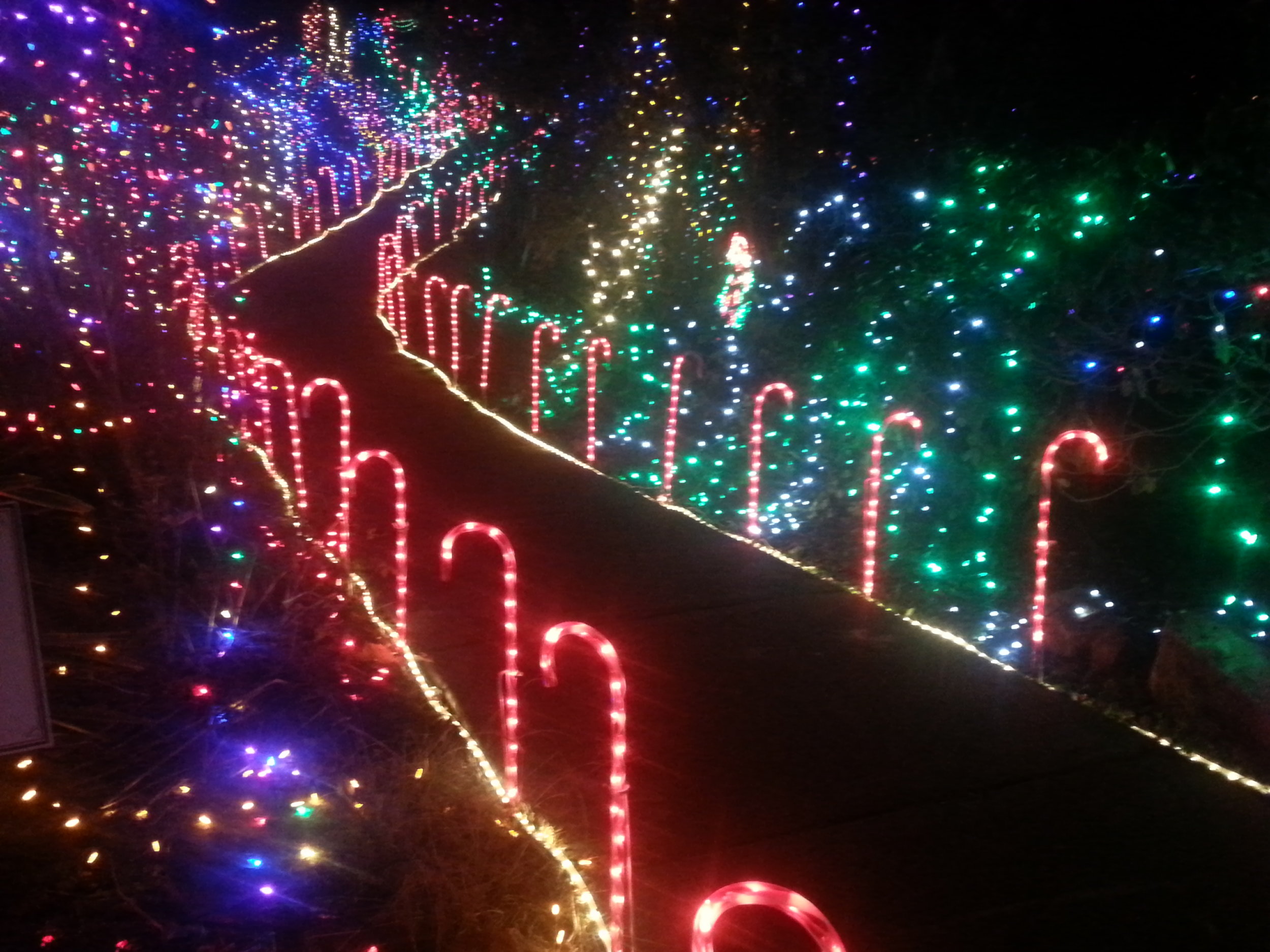 Nature's Coastal Holiday Festival of Lights - Brookings - What to do in Southern Oregon