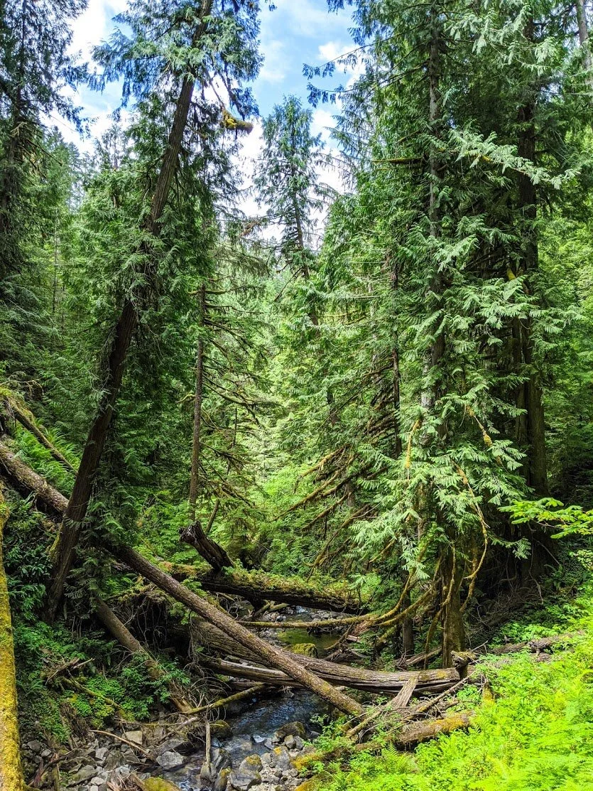 Waterfalls - Pinard Falls - North Umpqua - Roseburg - Glide - What to do in Southern Oregon - Things to do - Cottage Grove - Eugene Cascade Coast