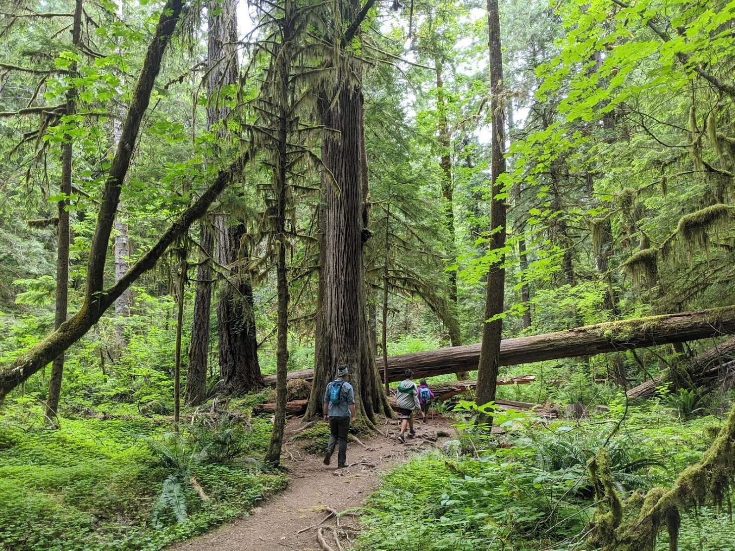 Waterfalls - Fall Creek Falls - North Umpqua - Glide - Roseburg - What to do in Southern Oregon - Kid-Friendly 14.jpg