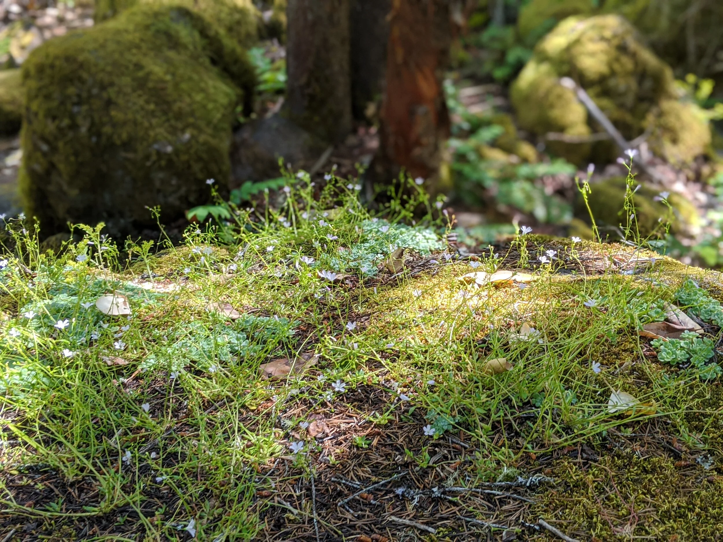 WATERFALLS - Pearsoney Falls - Prospect - What to do in Southern Oregon - Travel (7).jpg