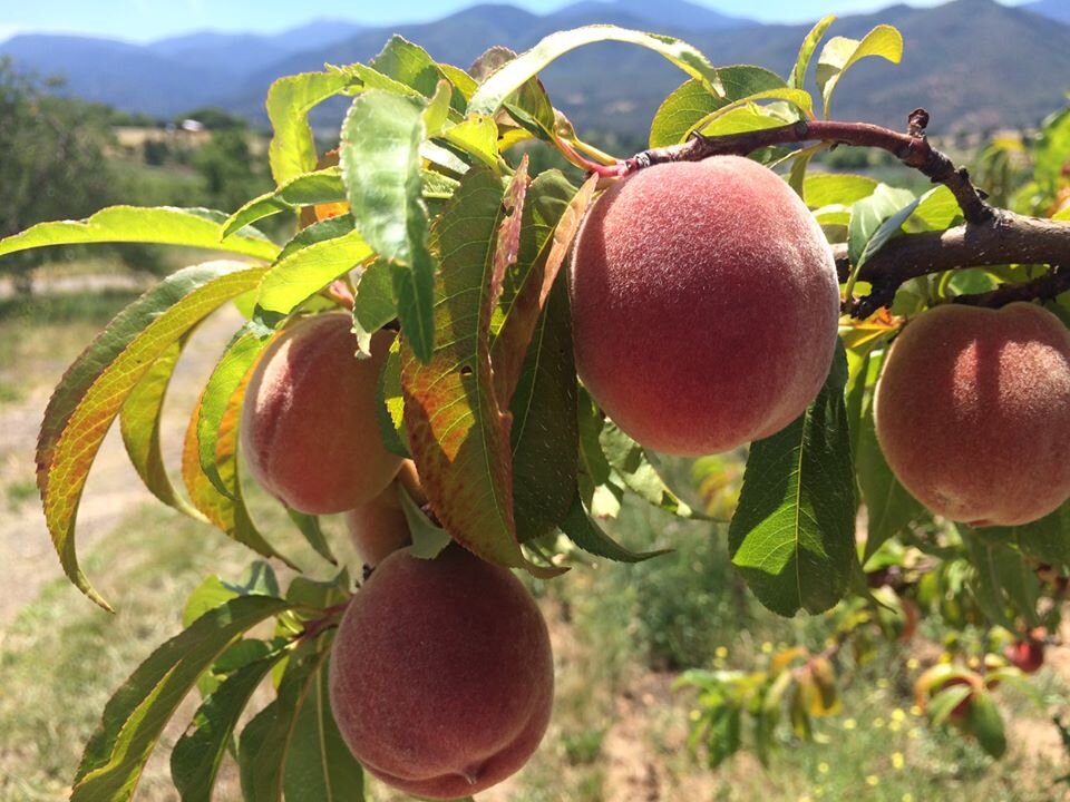 VALLEY VIEW ORCHARD