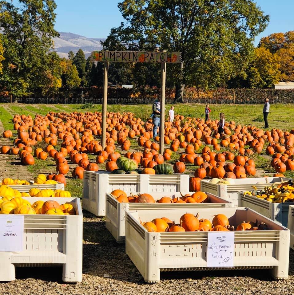 PHEASANT FIELD FARM PUMPKIN PATCH