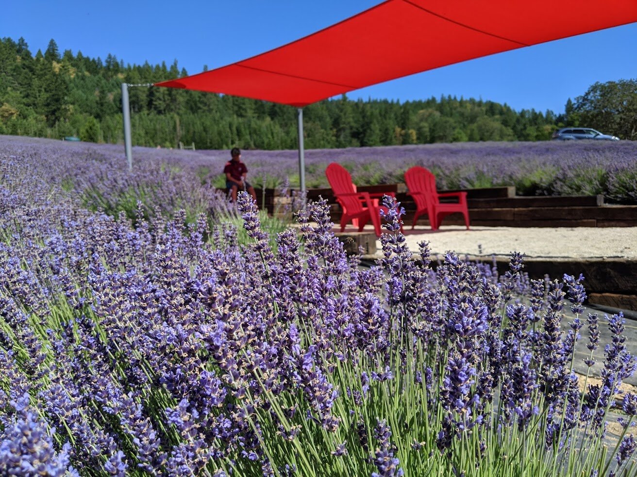 ENGLISH LAVENDER FARM