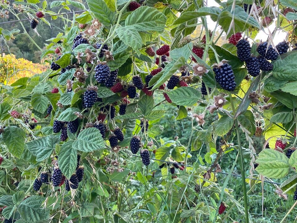 THE BERRY PATCH