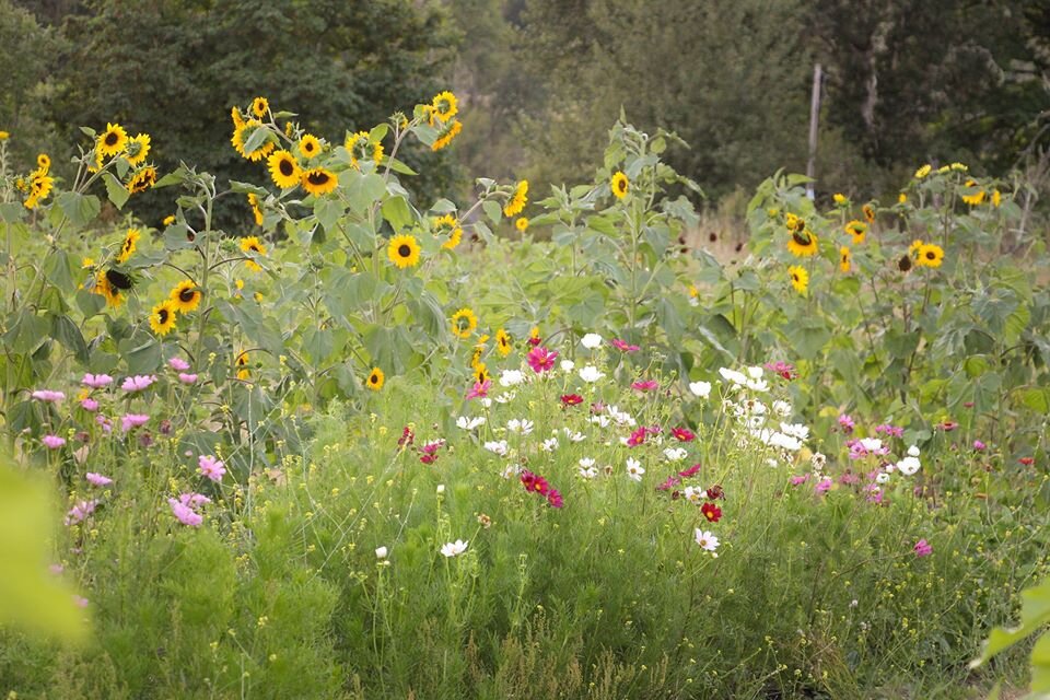 RUSTIC RIVER FARMS